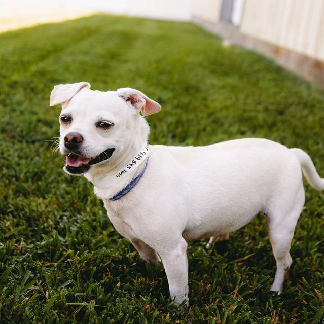 Enlarge Rosie D12338, a Adoptable mixed breed in St. Cloud, MN image 3/6