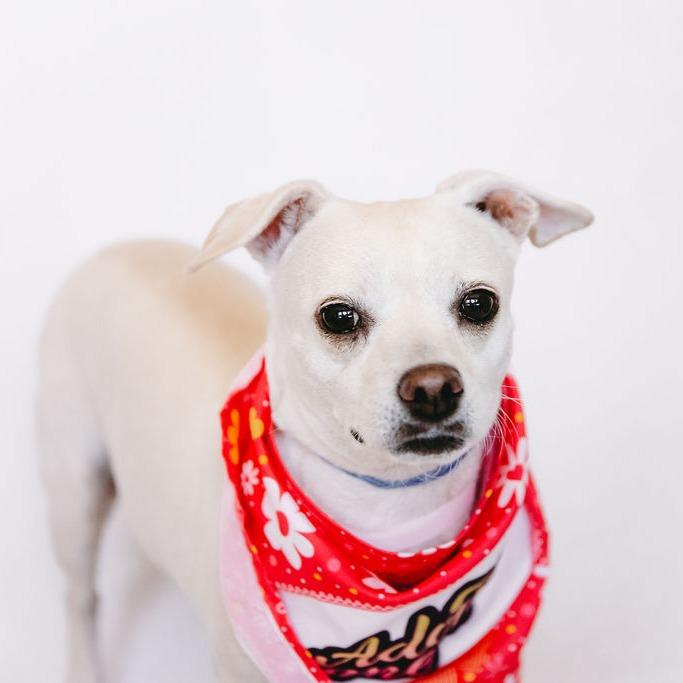 Enlarge Rosie D12338, a Adoptable mixed breed in St. Cloud, MN image 4/6