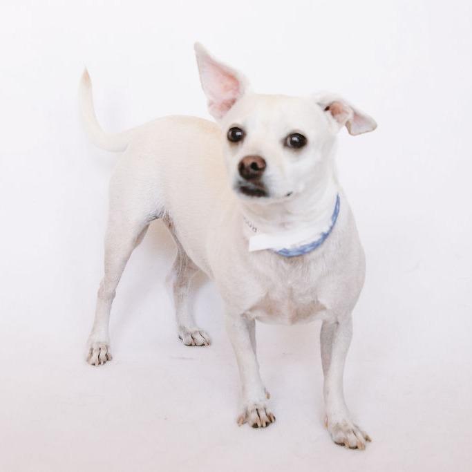 Enlarge Rosie D12338, a Adoptable mixed breed in St. Cloud, MN image 5/6