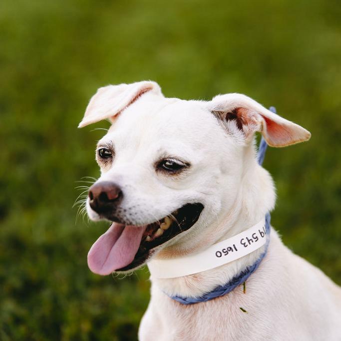 Enlarge Rosie D12338, a Adoptable mixed breed in St. Cloud, MN image 6/6