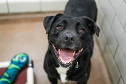 Enlarge Lotus, a Adoptable mixed breed in Golden Valley, MN image 1/3