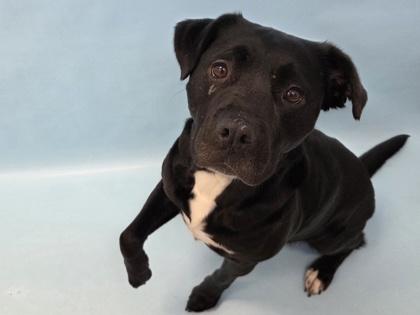 Enlarge Lotus, a Adoptable mixed breed in Golden Valley, MN image 2/3