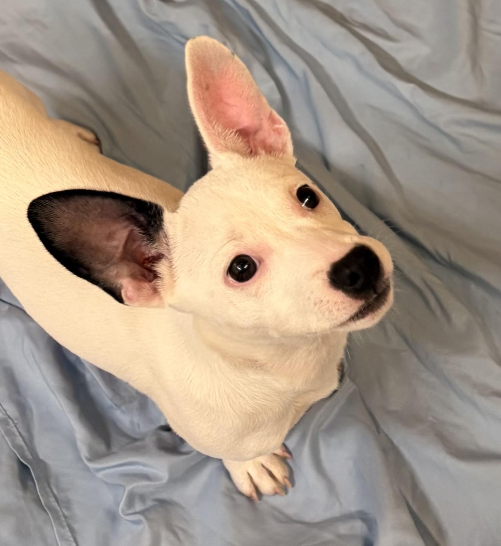 Enlarge Francesca, an adopted mixed breed in Pilot Point, TX image 1/3