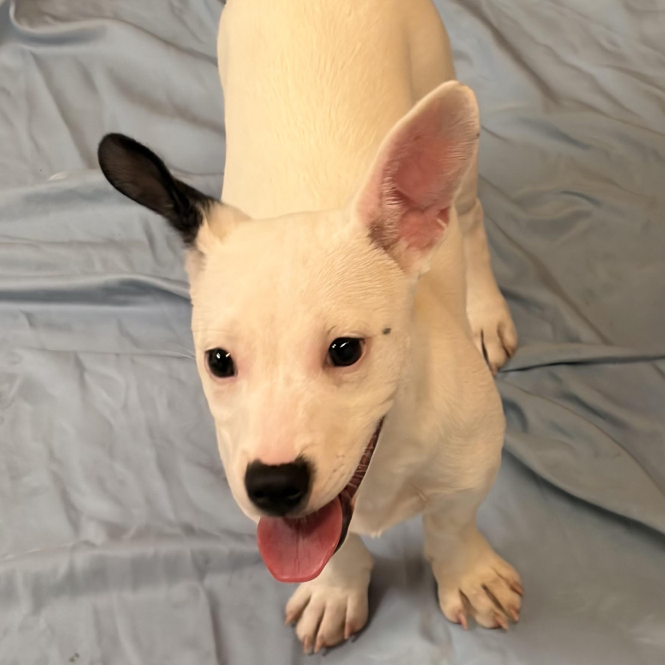 Enlarge Francesca, an adopted mixed breed in Pilot Point, TX image 2/3