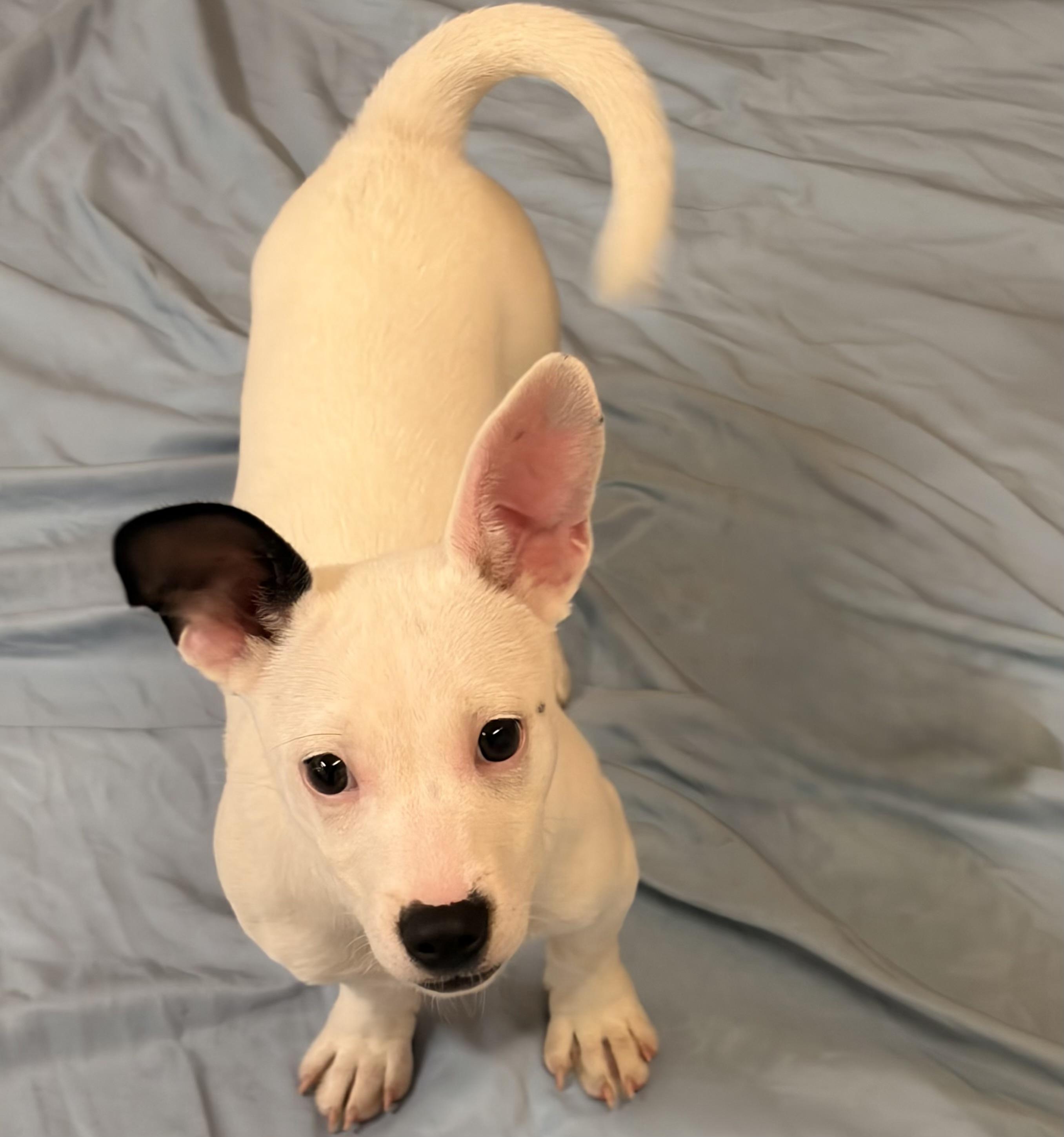 Enlarge Francesca, an adopted mixed breed in Pilot Point, TX image 3/3