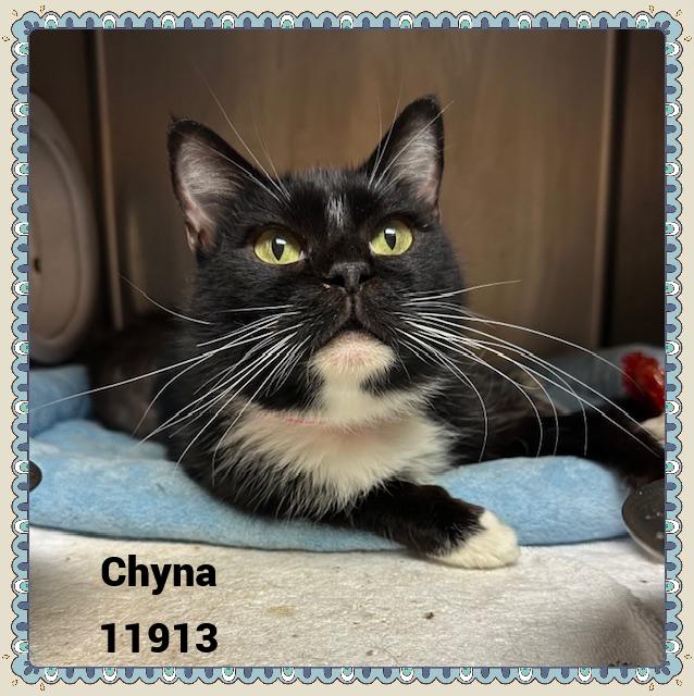 Chyna will melt your heart She was on an adventure with her best gal pal Lexi when spotted and arri