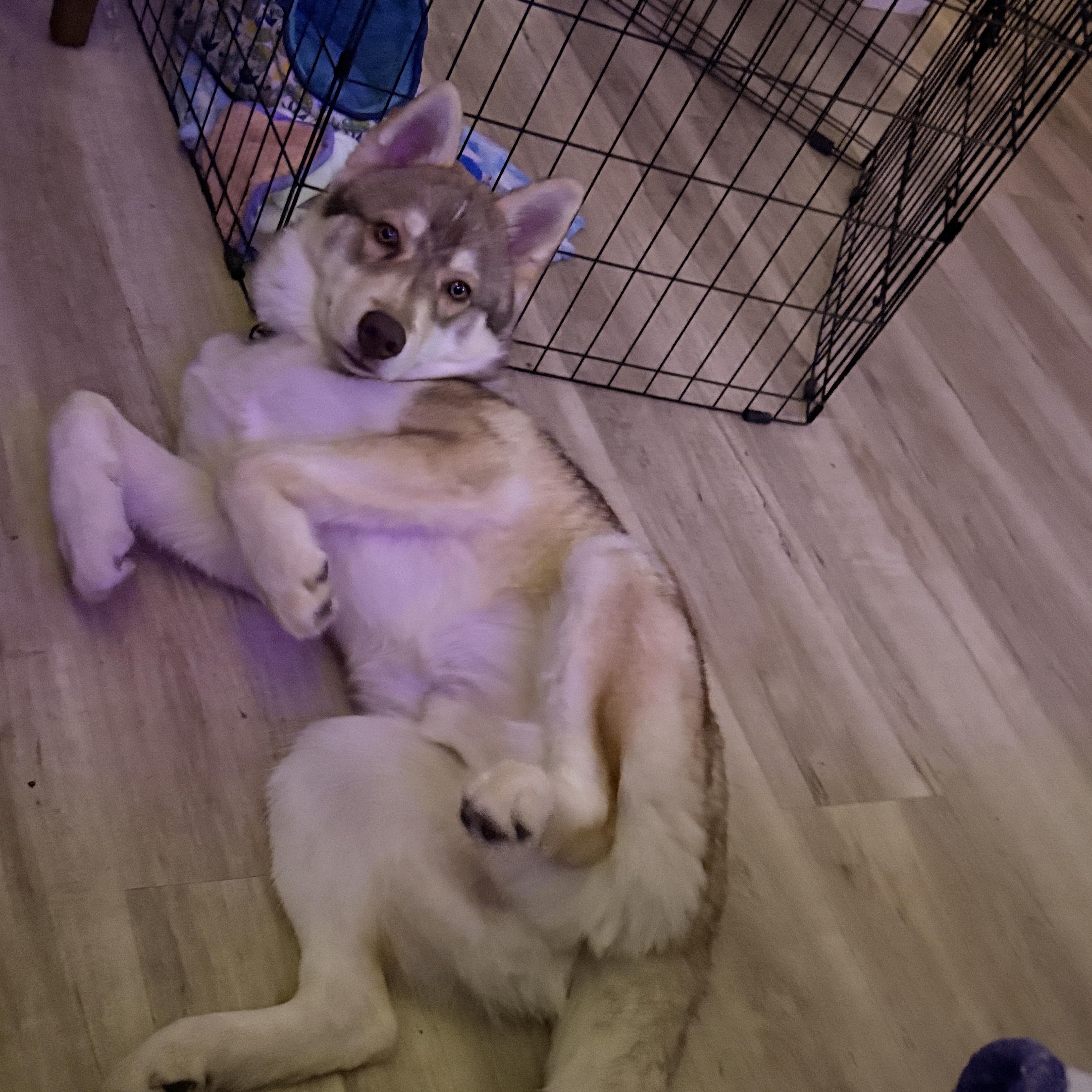 Lobo, ADOPTABLE, Puppy Male Siberian Husky.