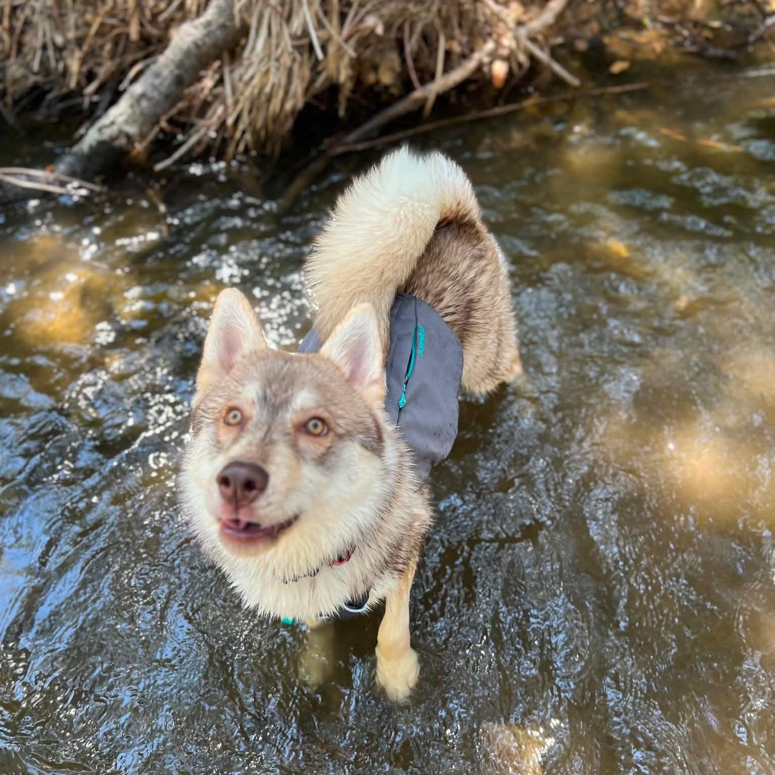 Enlarge Lobo, a ADOPTABLE mixed breed in Torrance, CA image 2/6