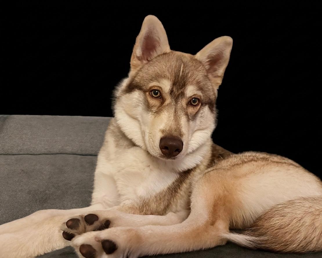 Enlarge Lobo, a ADOPTABLE mixed breed in Torrance, CA image 3/6