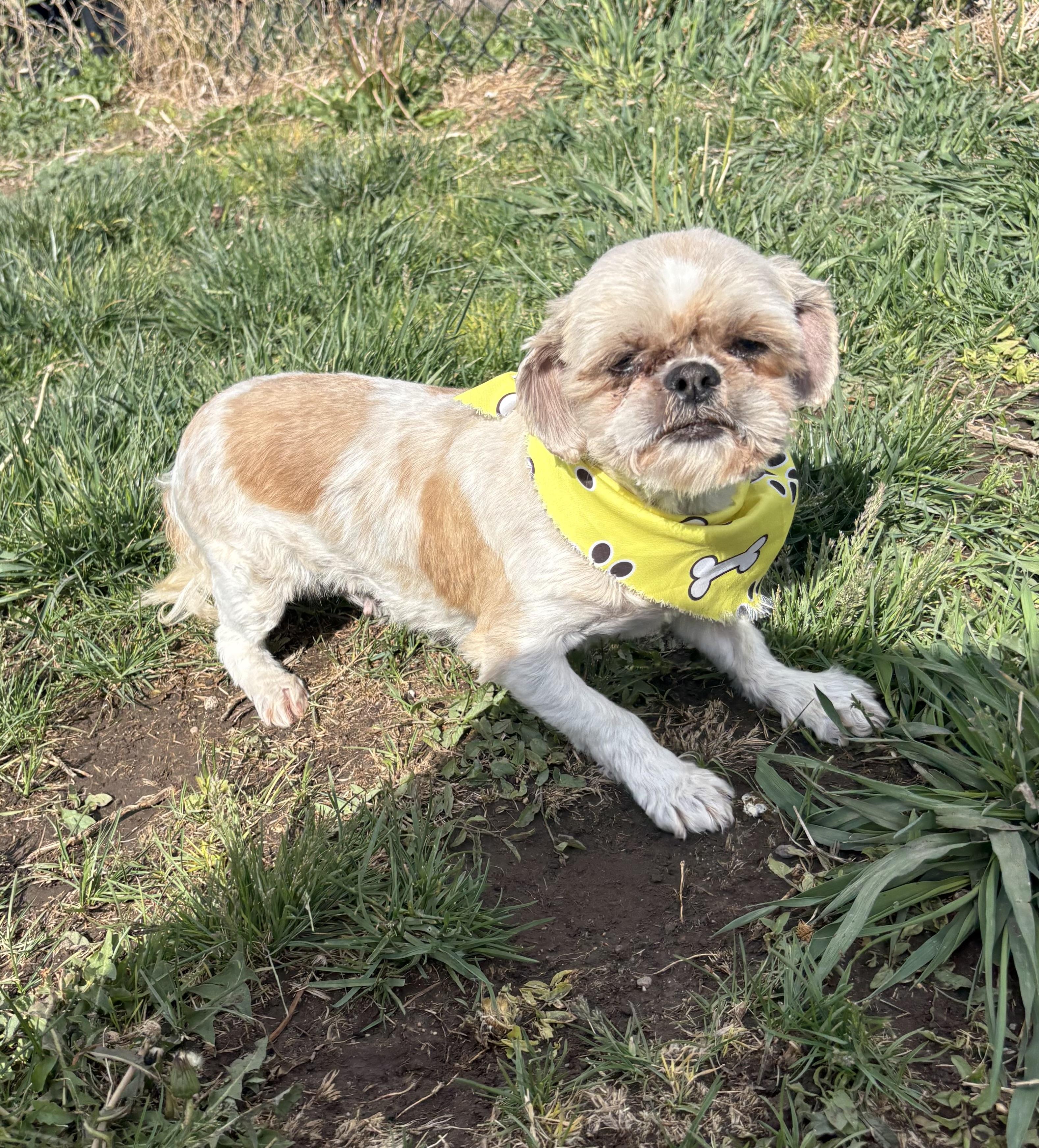 Enlarge Furby, an adopted Shih Tzu in Grant, NE image 4/5