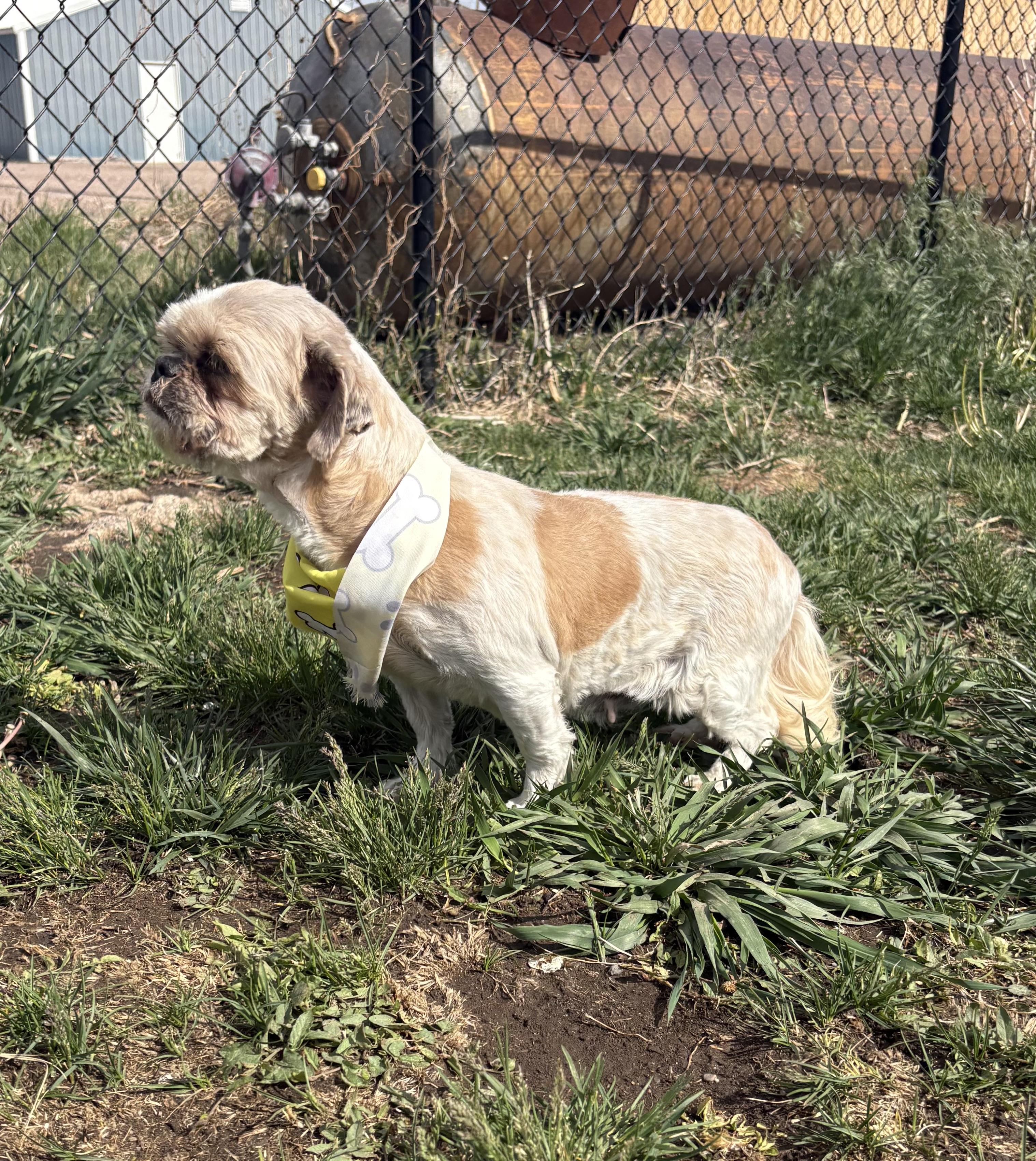 Enlarge Furby, an adopted Shih Tzu in Grant, NE image 3/5