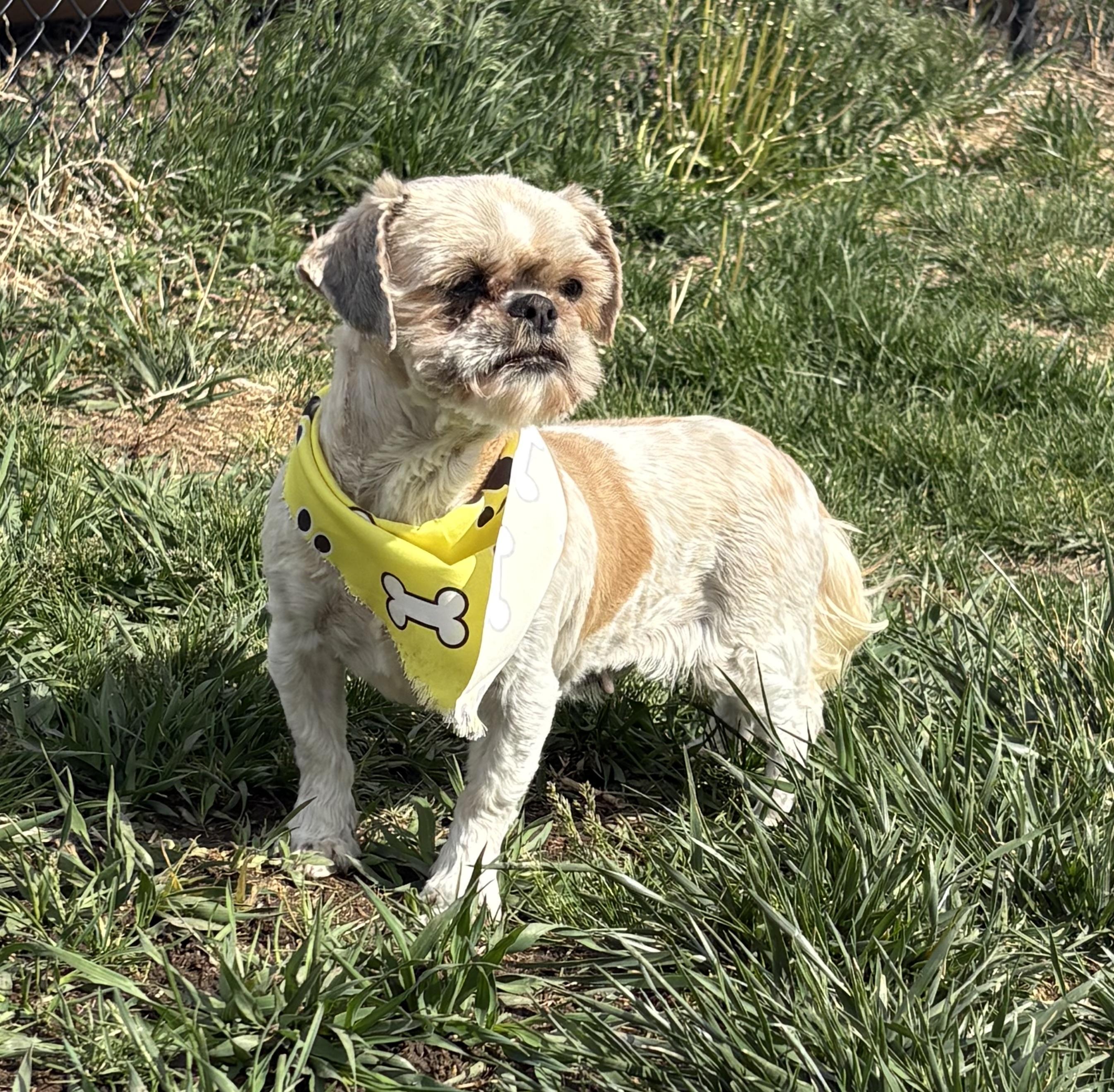 Enlarge Furby, an adopted Shih Tzu in Grant, NE image 2/5