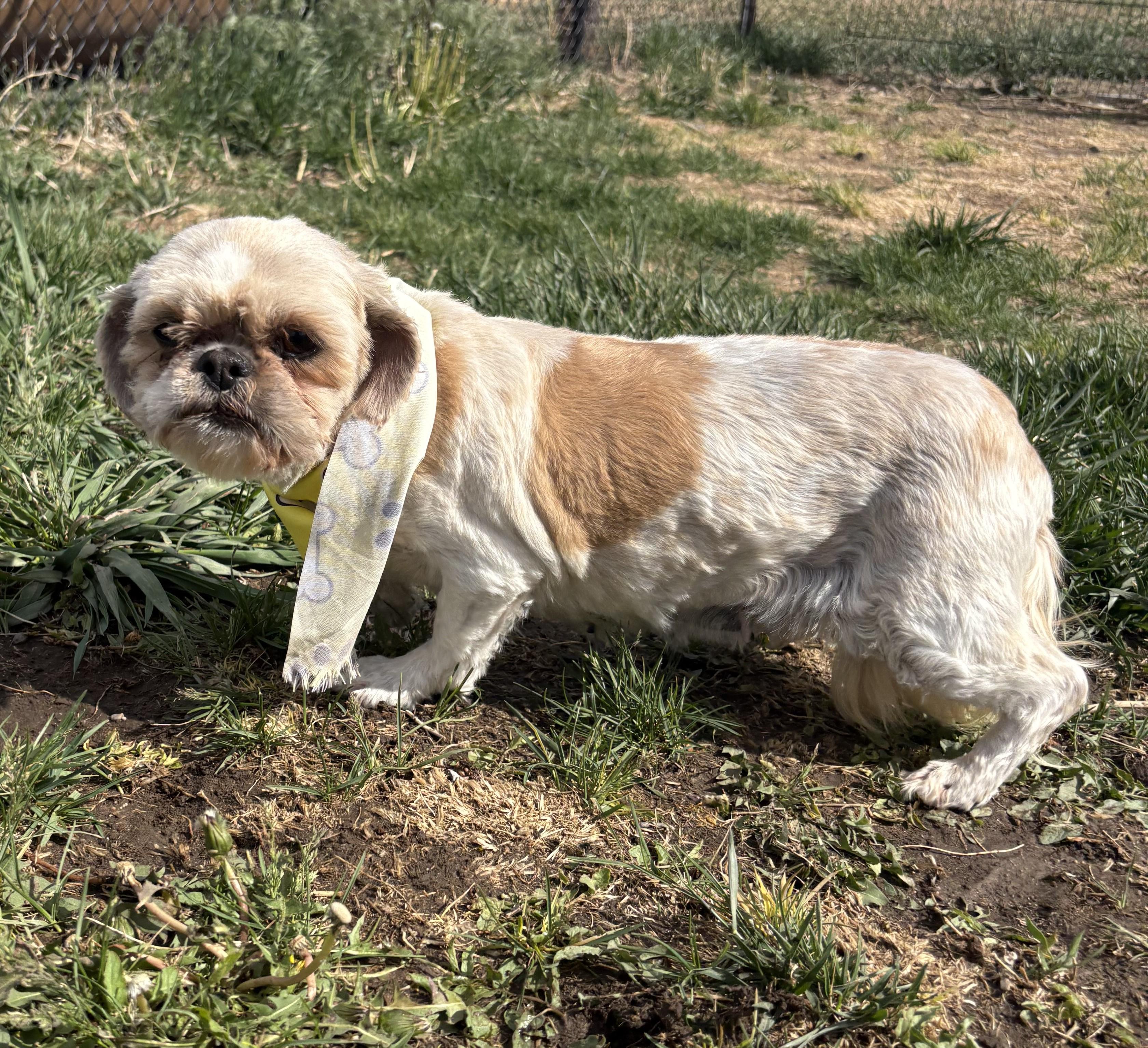 Enlarge Furby, an adopted Shih Tzu in Grant, NE image 5/5