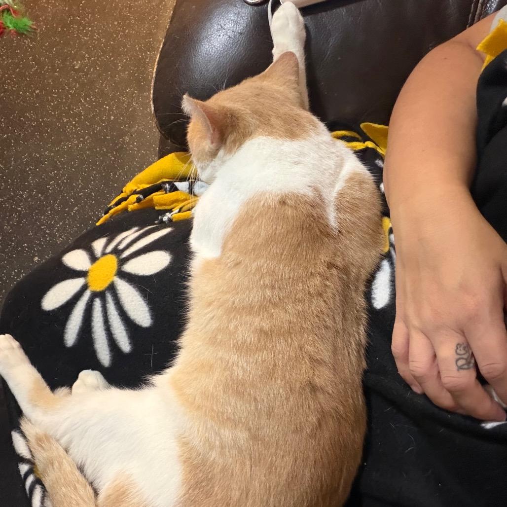Door Dash C12632, Adoptable, Adult Male Domestic Short Hair.