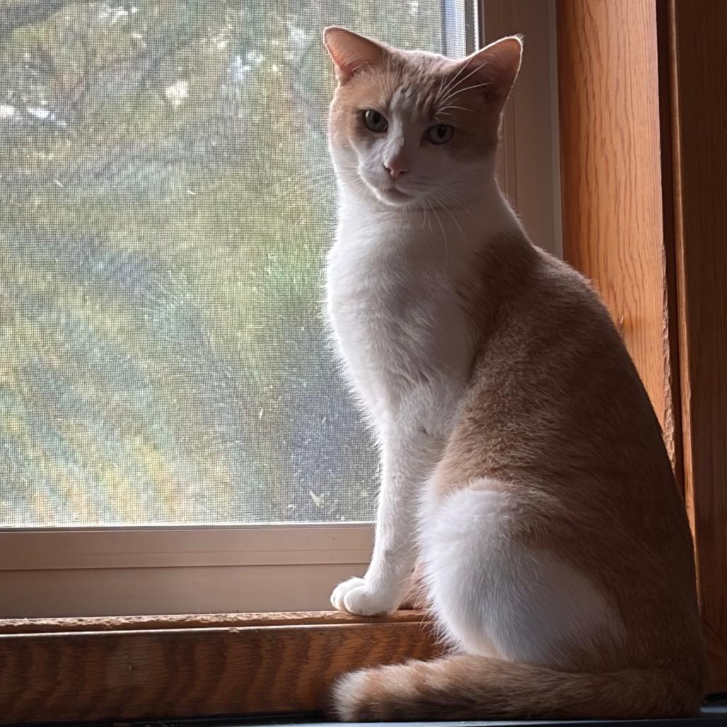 Enlarge Door Dash C12632, a Adoptable Domestic Short Hair in Princeton, MN image 2/5