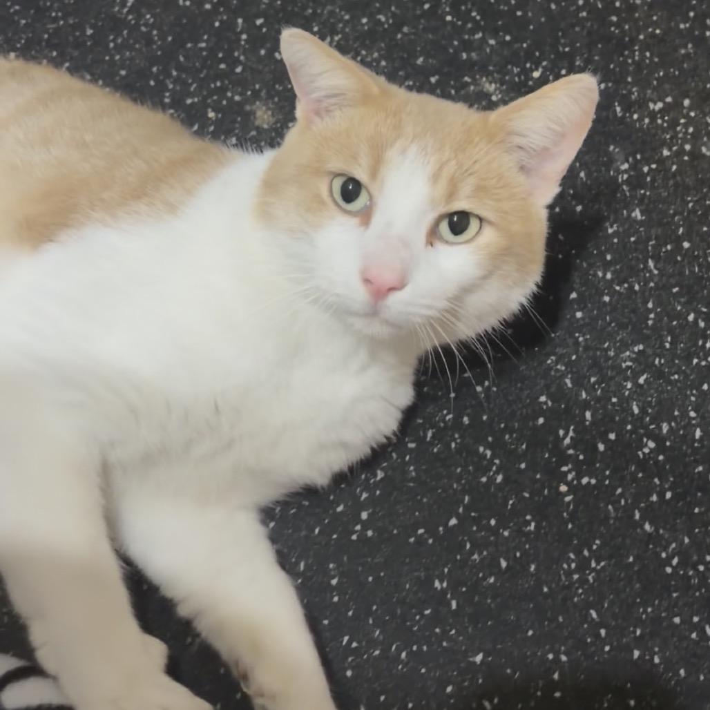 Enlarge Door Dash C12632, a Adoptable Domestic Short Hair in Princeton, MN image 3/5