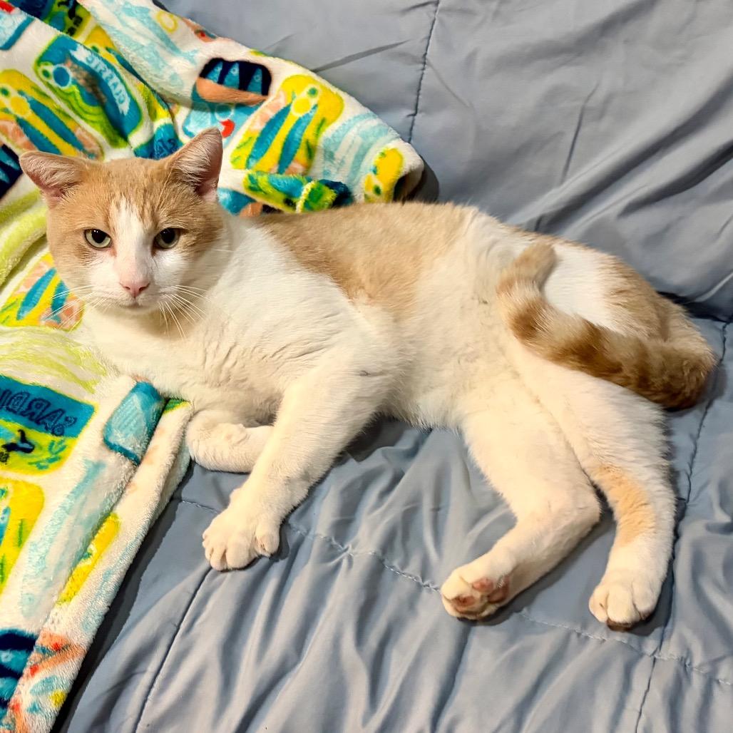 Enlarge Door Dash C12632, a Adoptable Domestic Short Hair in Princeton, MN image 4/5