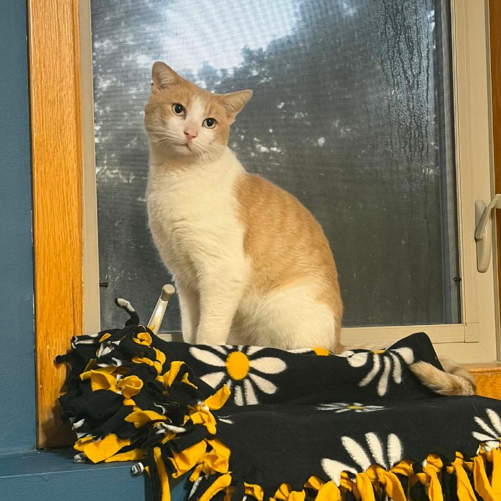 Enlarge Door Dash C12632, a Adoptable Domestic Short Hair in Princeton, MN image 5/5