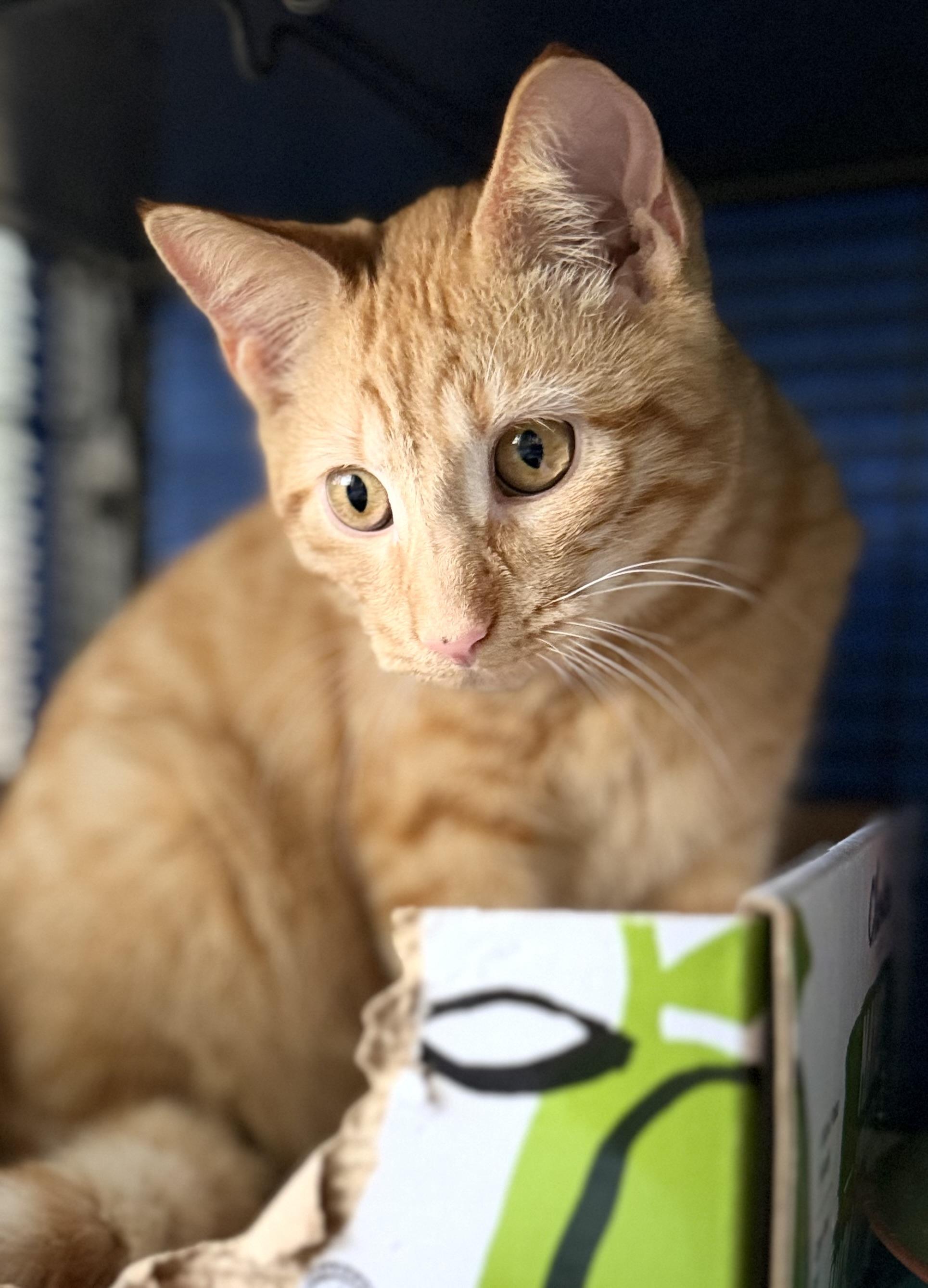 Glow, an adopted mixed breed in Nashua, NH image 3/6