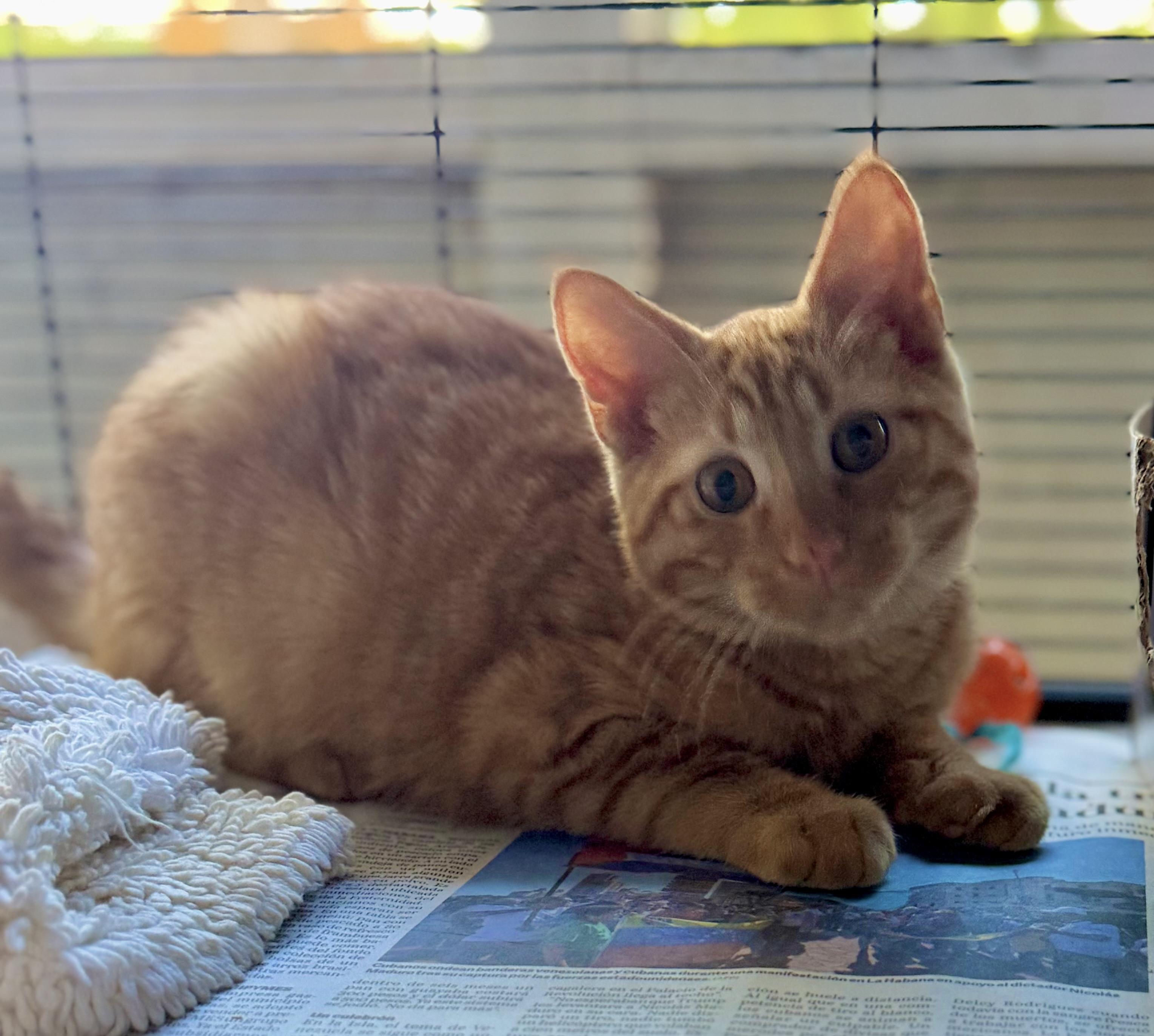 Glow, an adopted mixed breed in Nashua, NH image 6/6