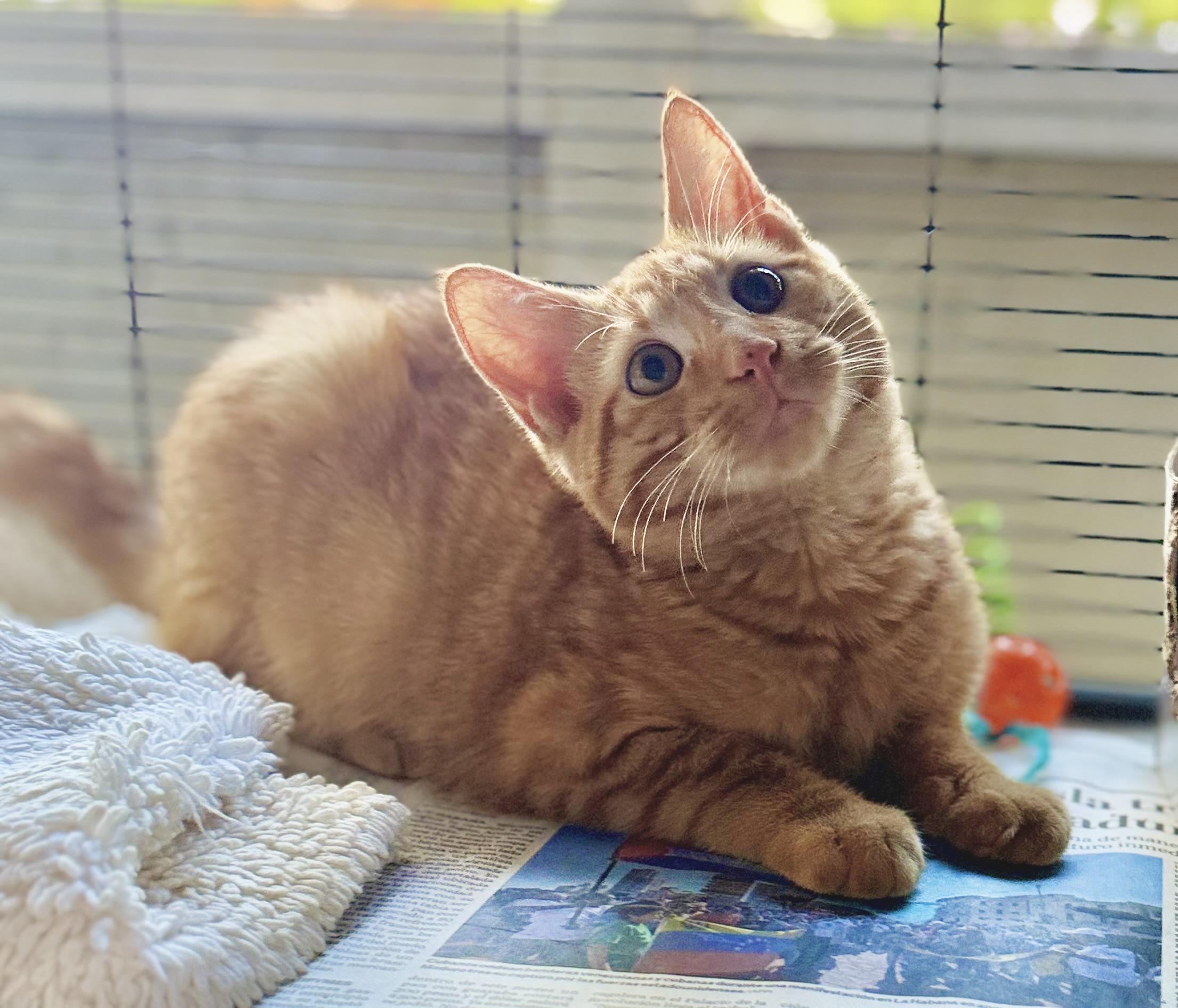 Glow, an adopted mixed breed in Nashua, NH image 4/6