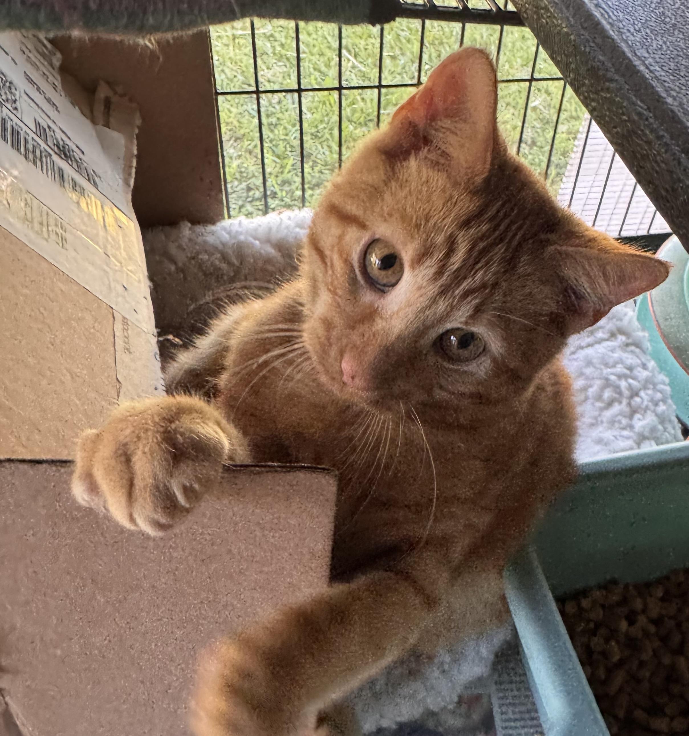 Glow, an adopted mixed breed in Nashua, NH image 2/6