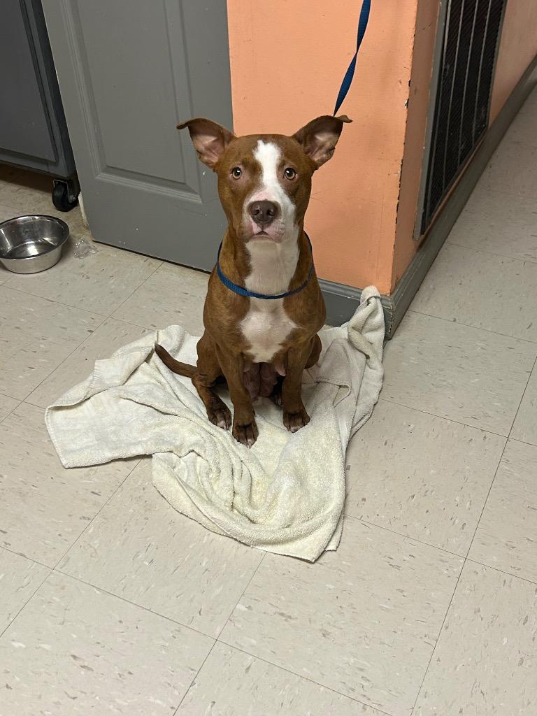 Karma, Adoptable, Adult Female Mixed Breed.