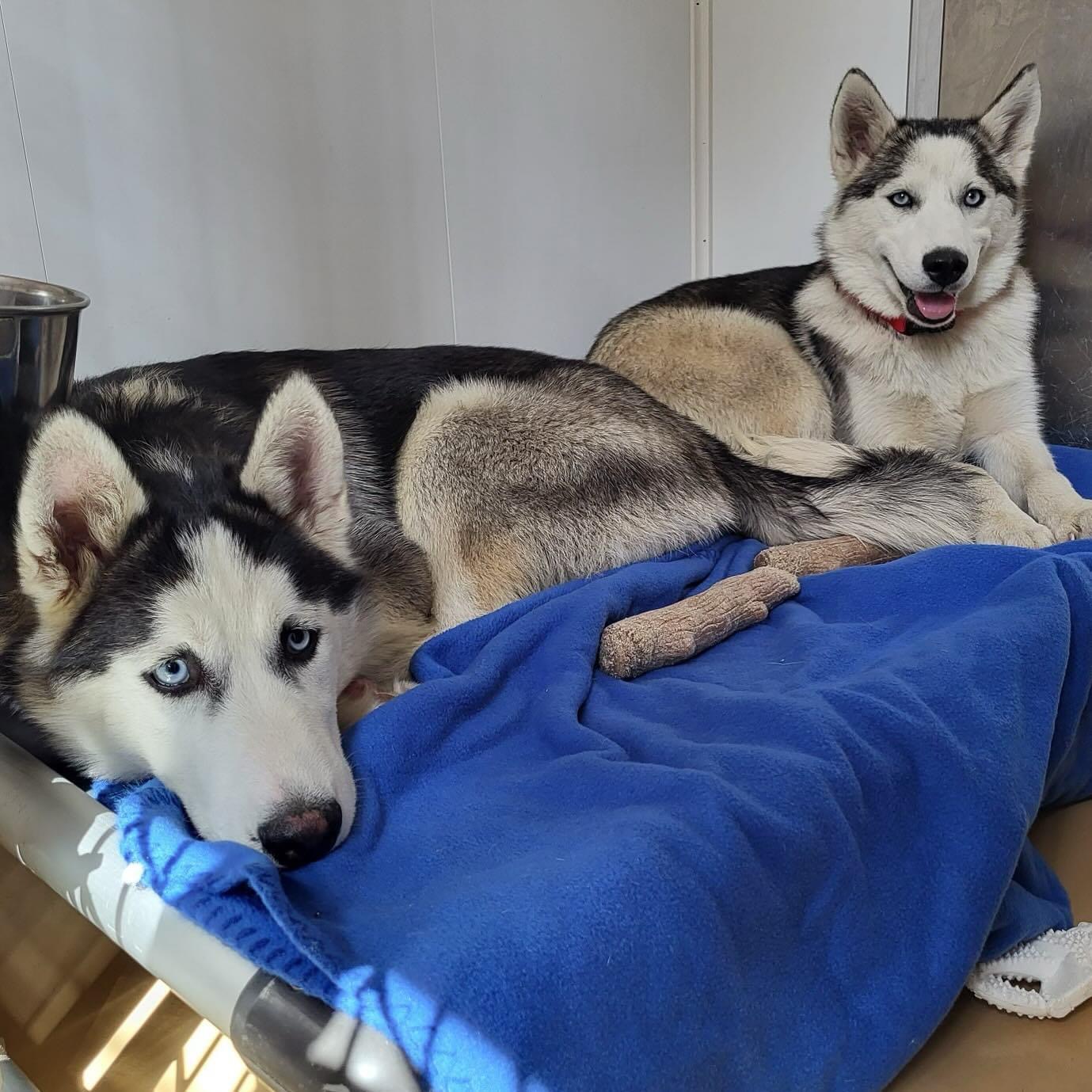 Husky 1 and 2, Adopted, Young Male Siberian Husky.