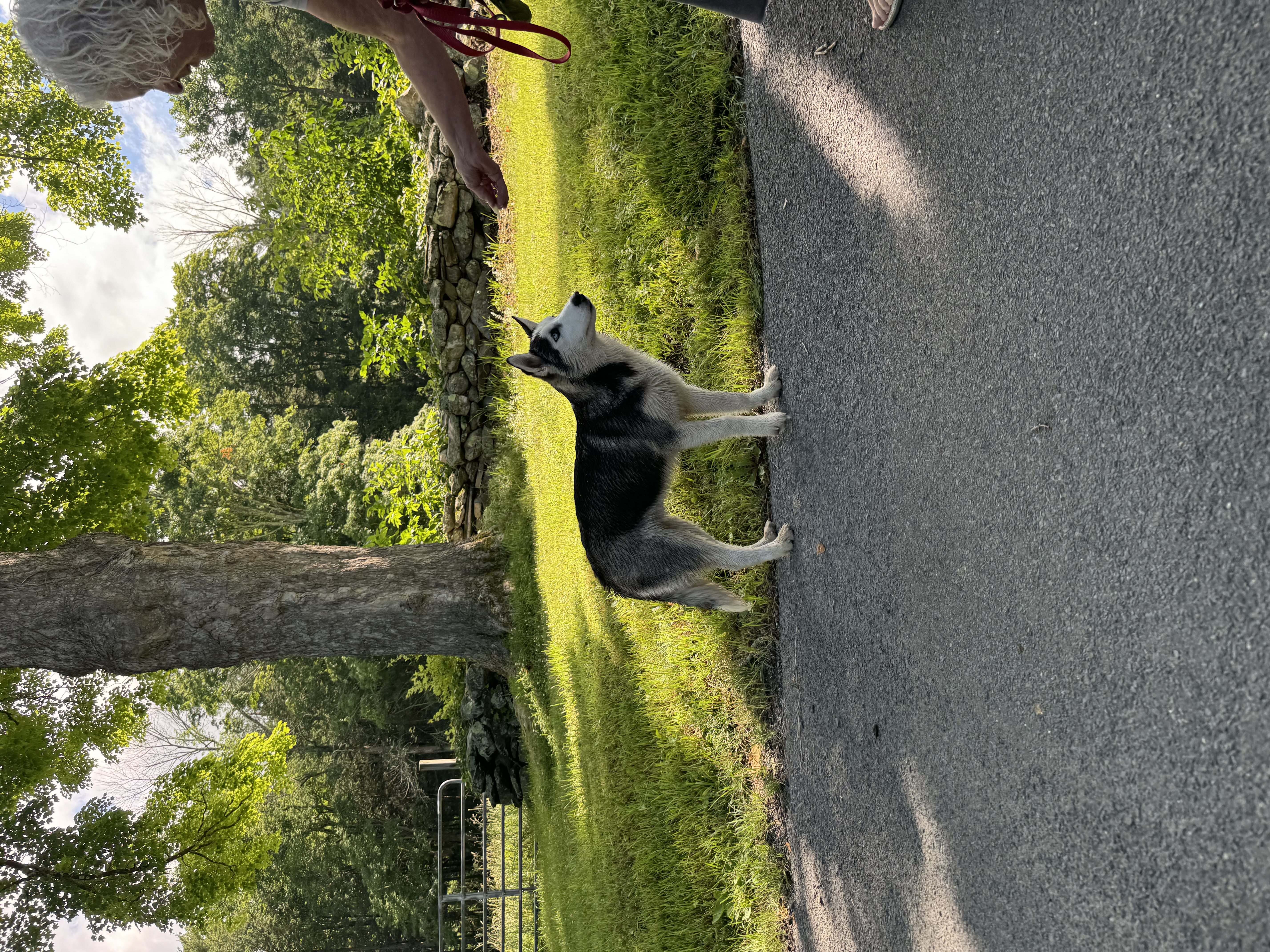 Enlarge Husky 1 and 2, a Adopted Siberian Husky in Kent, CT image 2/3