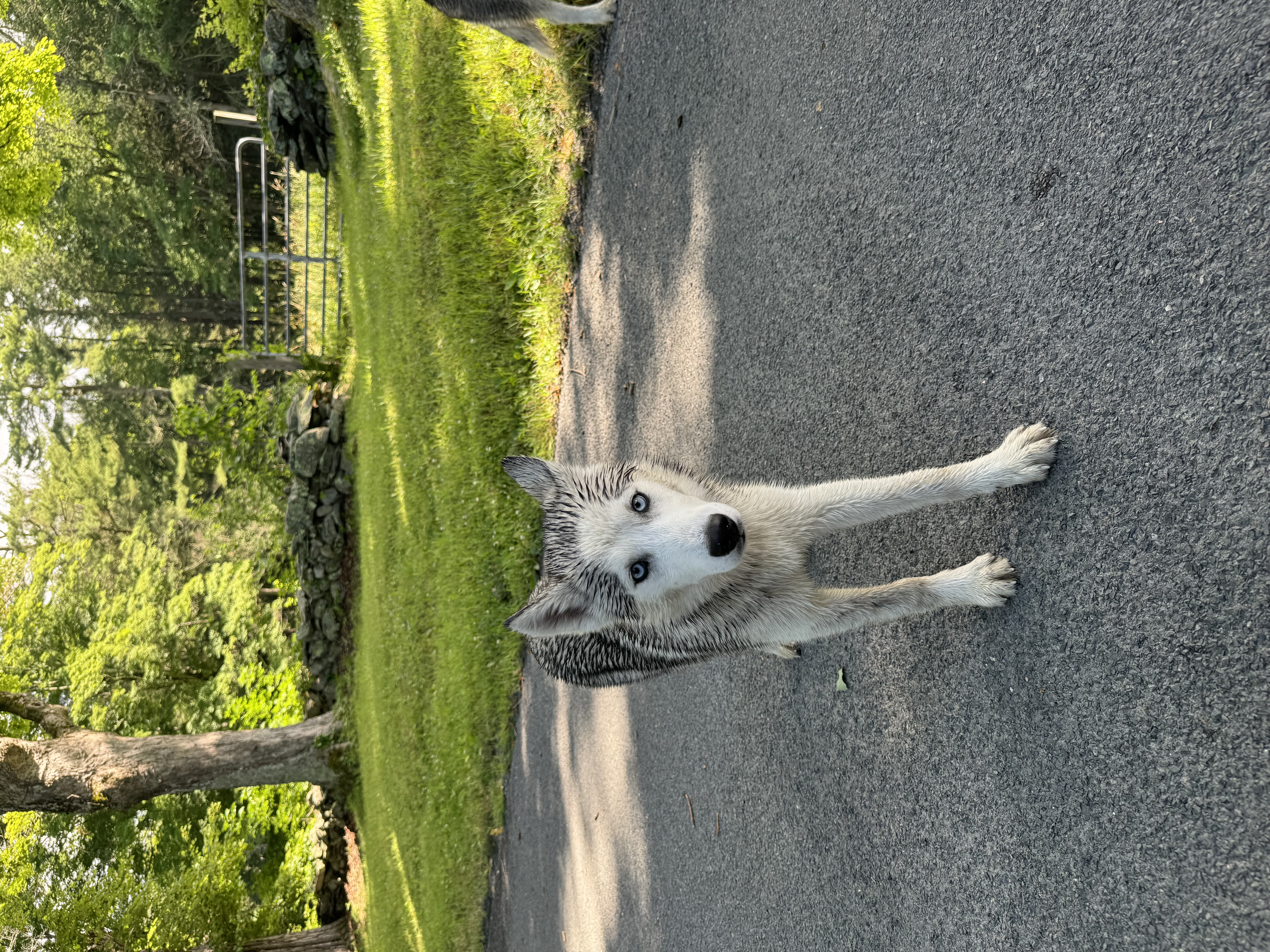 Enlarge Husky 1 and 2, a Adopted Siberian Husky in Kent, CT image 3/3