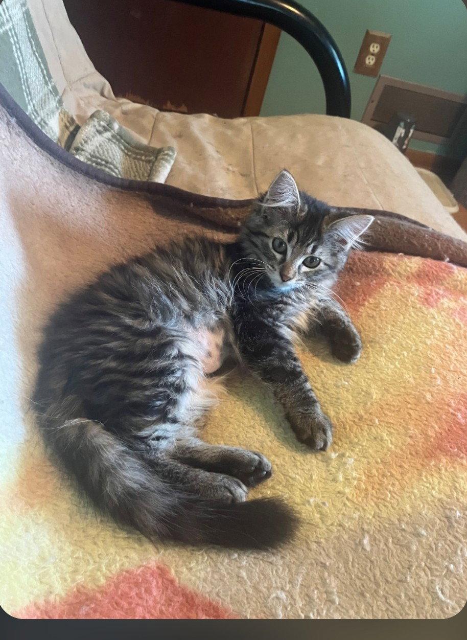 Tonka, Adopted, Kitten Female Domestic Long Hair & Tabby.