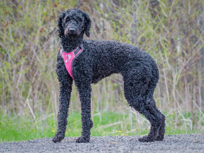 Enlarge Iris, a ADOPTABLE Standard Poodle in Pointe-Fortune, QC image 2/2