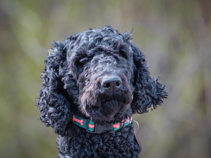 Enlarge Iris, a ADOPTABLE Standard Poodle in Pointe-Fortune, QC image 1/2