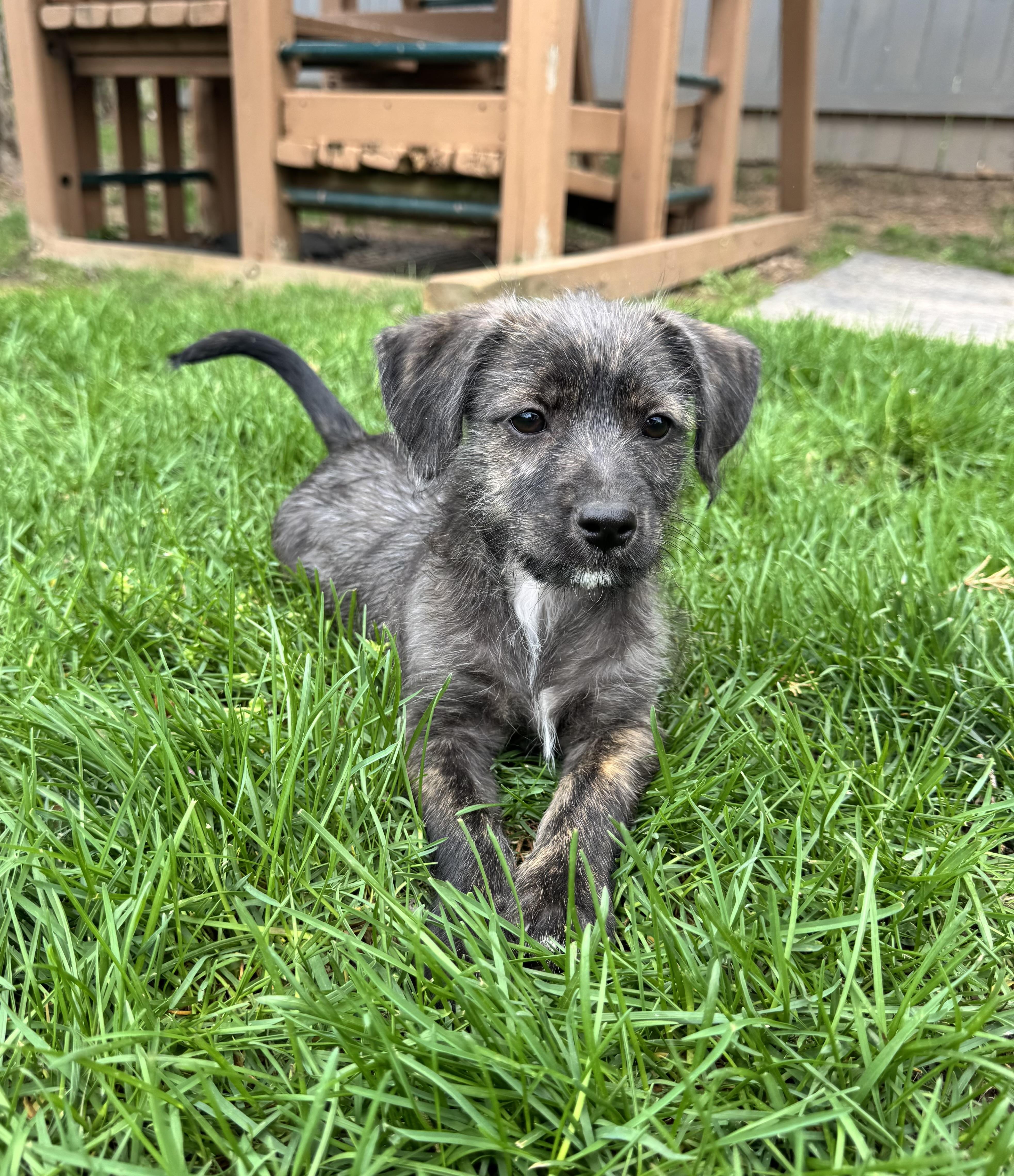 Enlarge Bentley , an adopted mixed breed in Severn, MD image 4/6