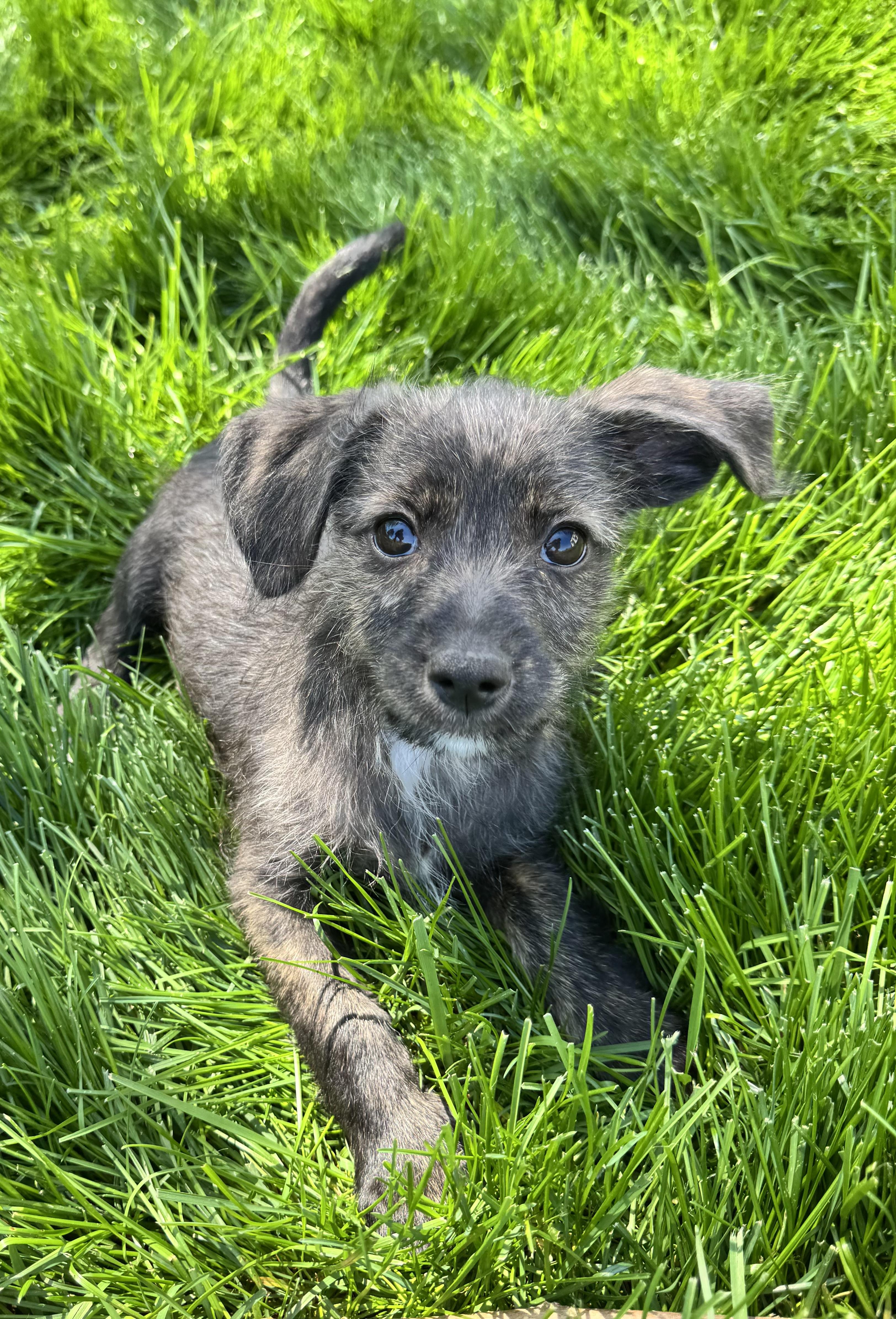 Bentley , adopted, Puppy Male Miniature Schnauzer.