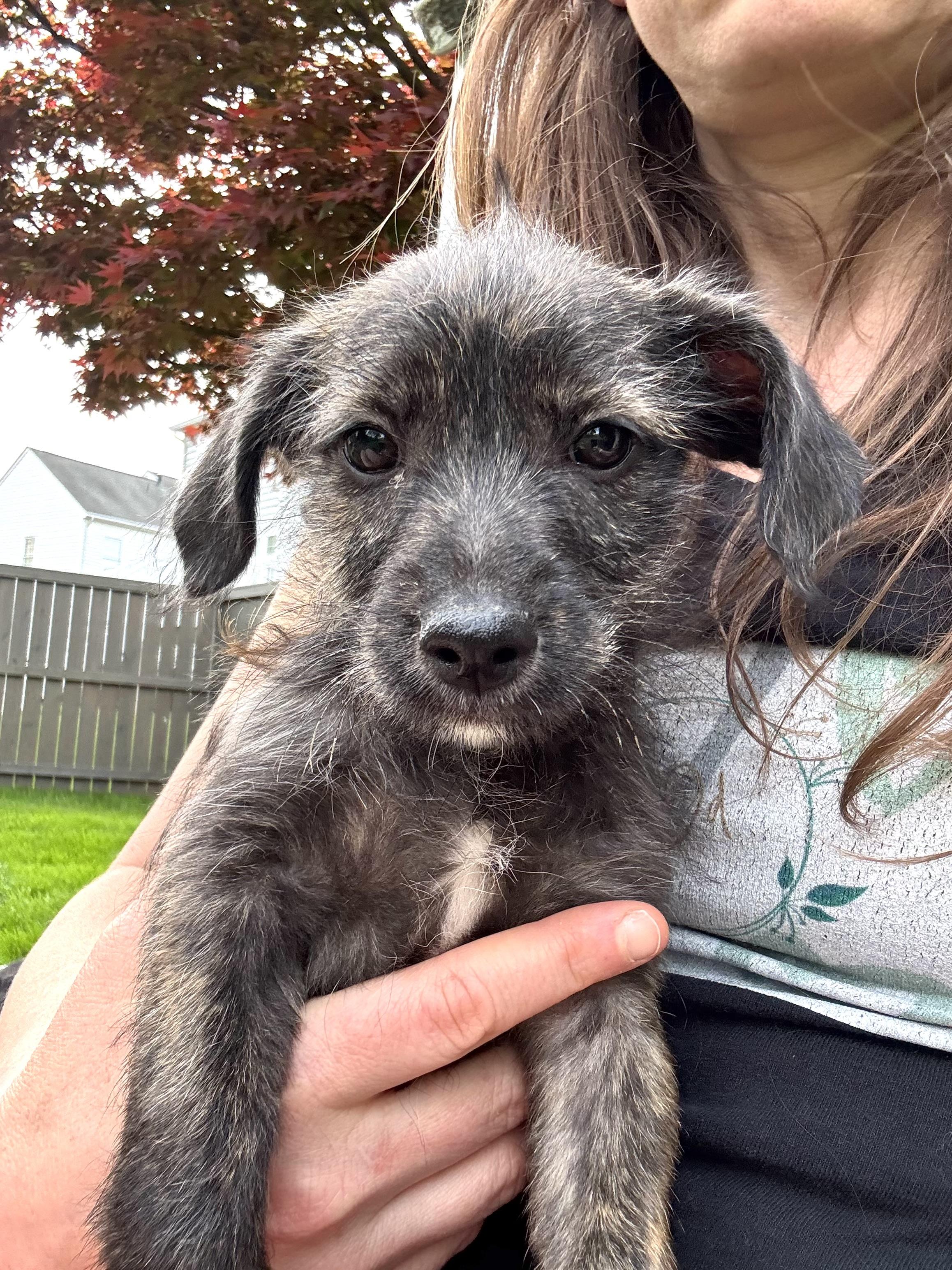 Enlarge Bentley , an adopted mixed breed in Severn, MD image 6/6