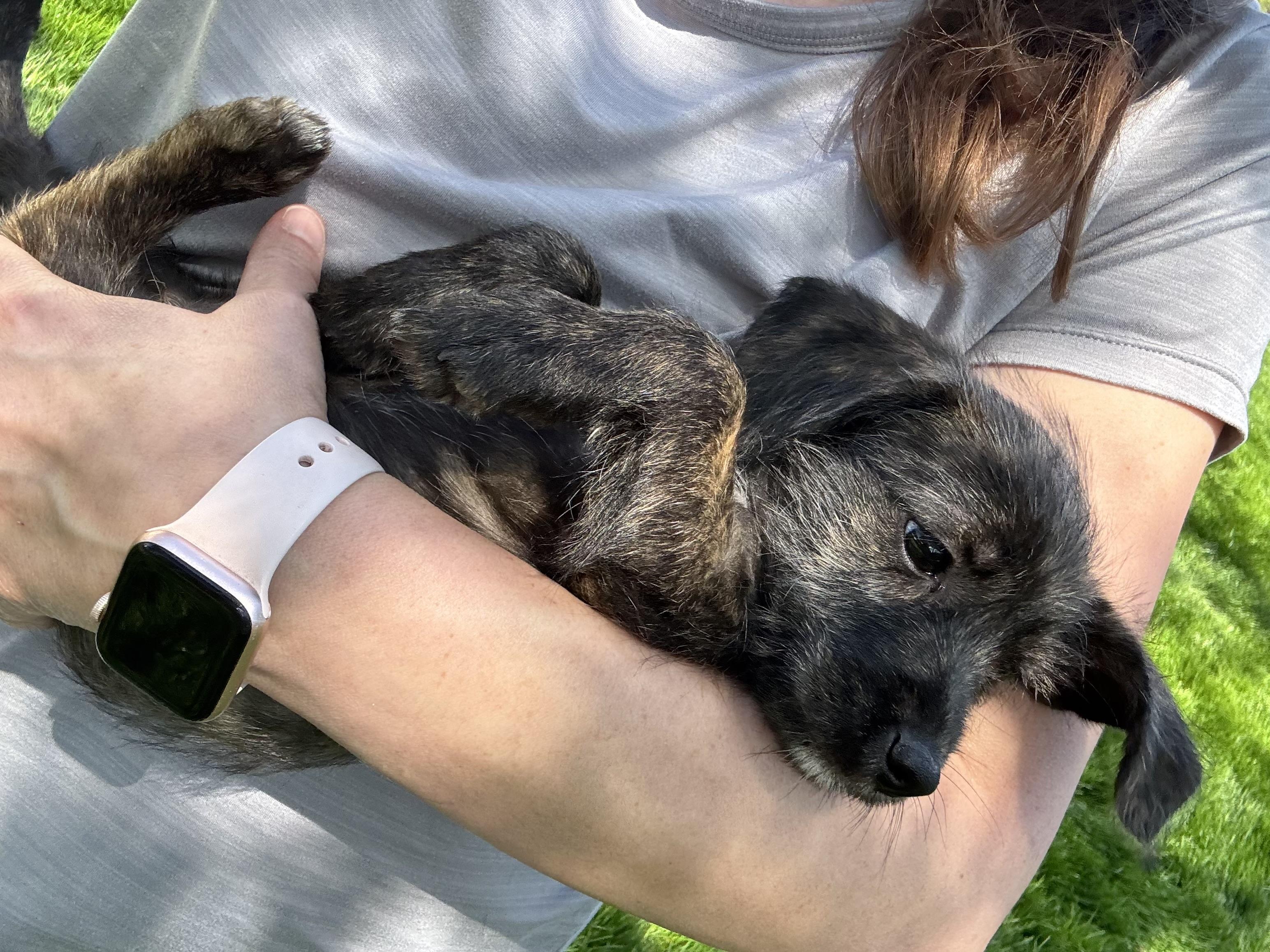 Enlarge Bentley , an adopted mixed breed in Severn, MD image 5/6