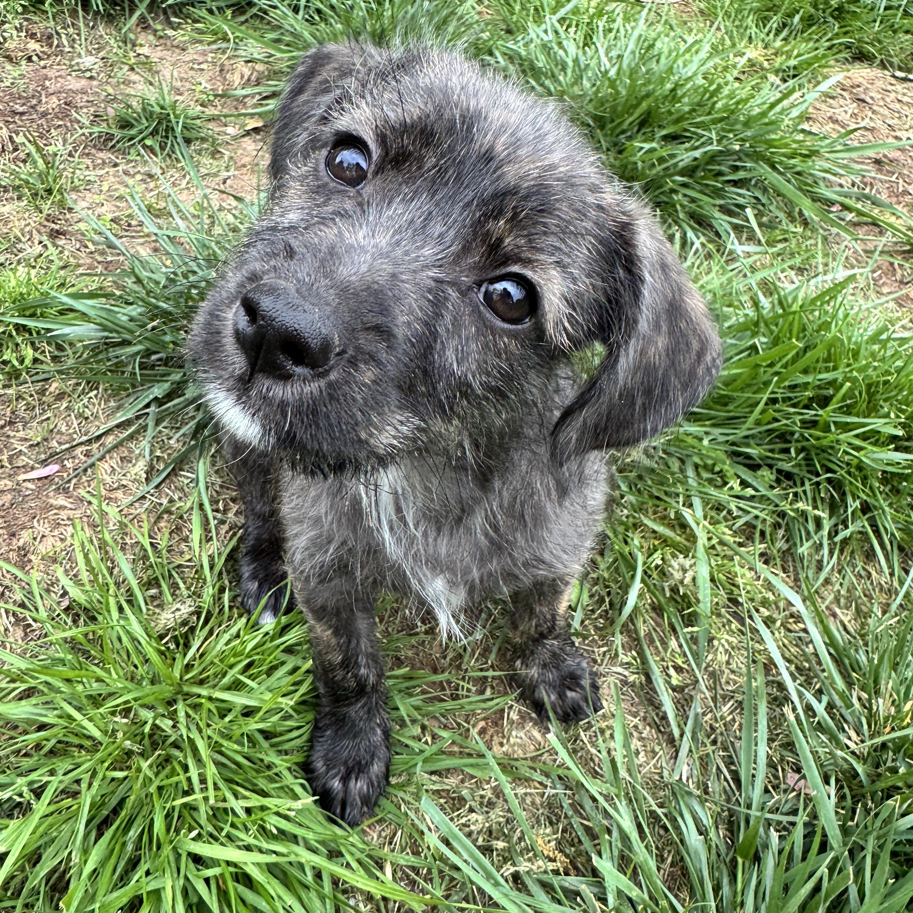 Enlarge Bentley , an adopted mixed breed in Severn, MD image 3/6