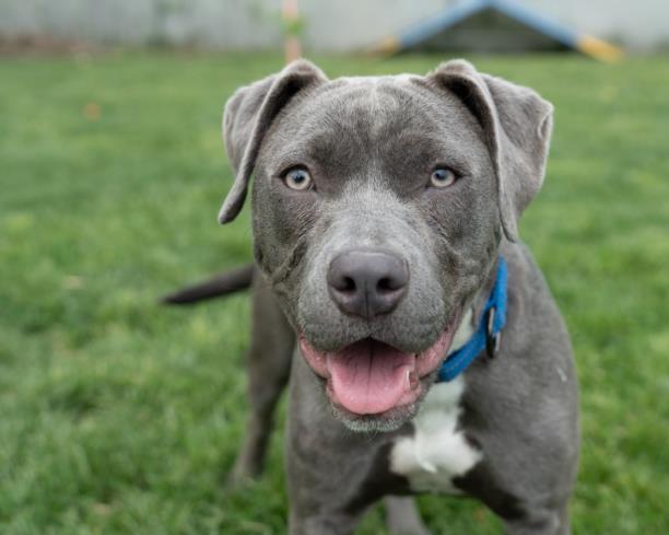 BELLINI, Adoptable, Adult Female Pit Bull Terrier.