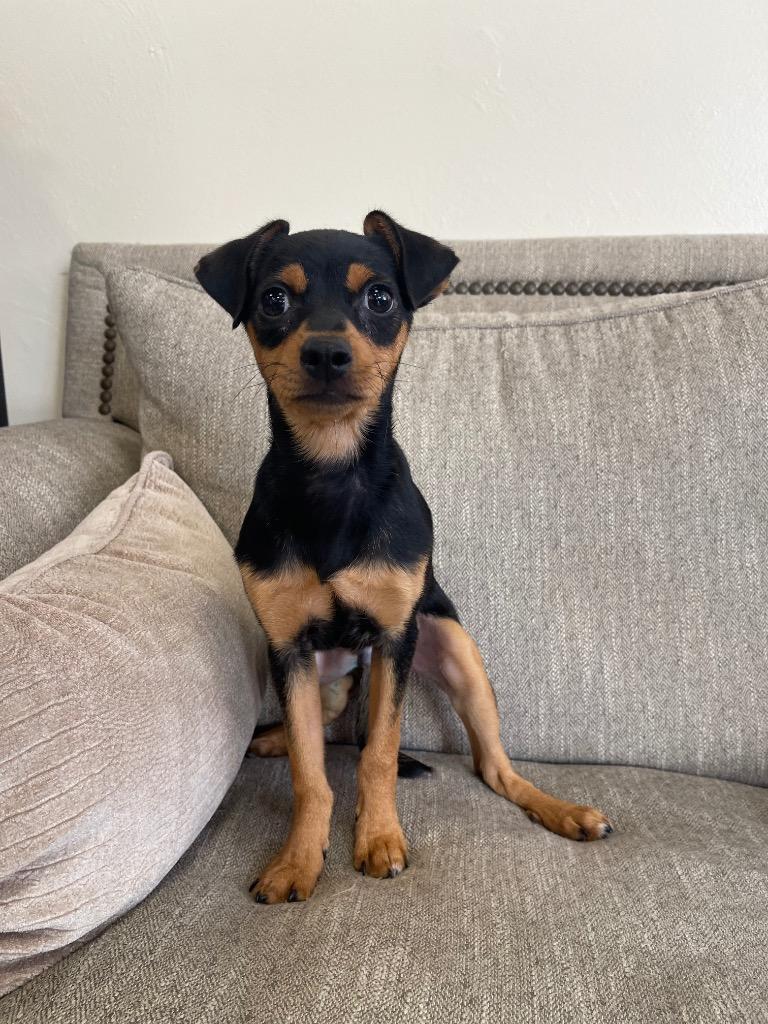 Olympus, Adoptable, Puppy Male Mixed Breed.
