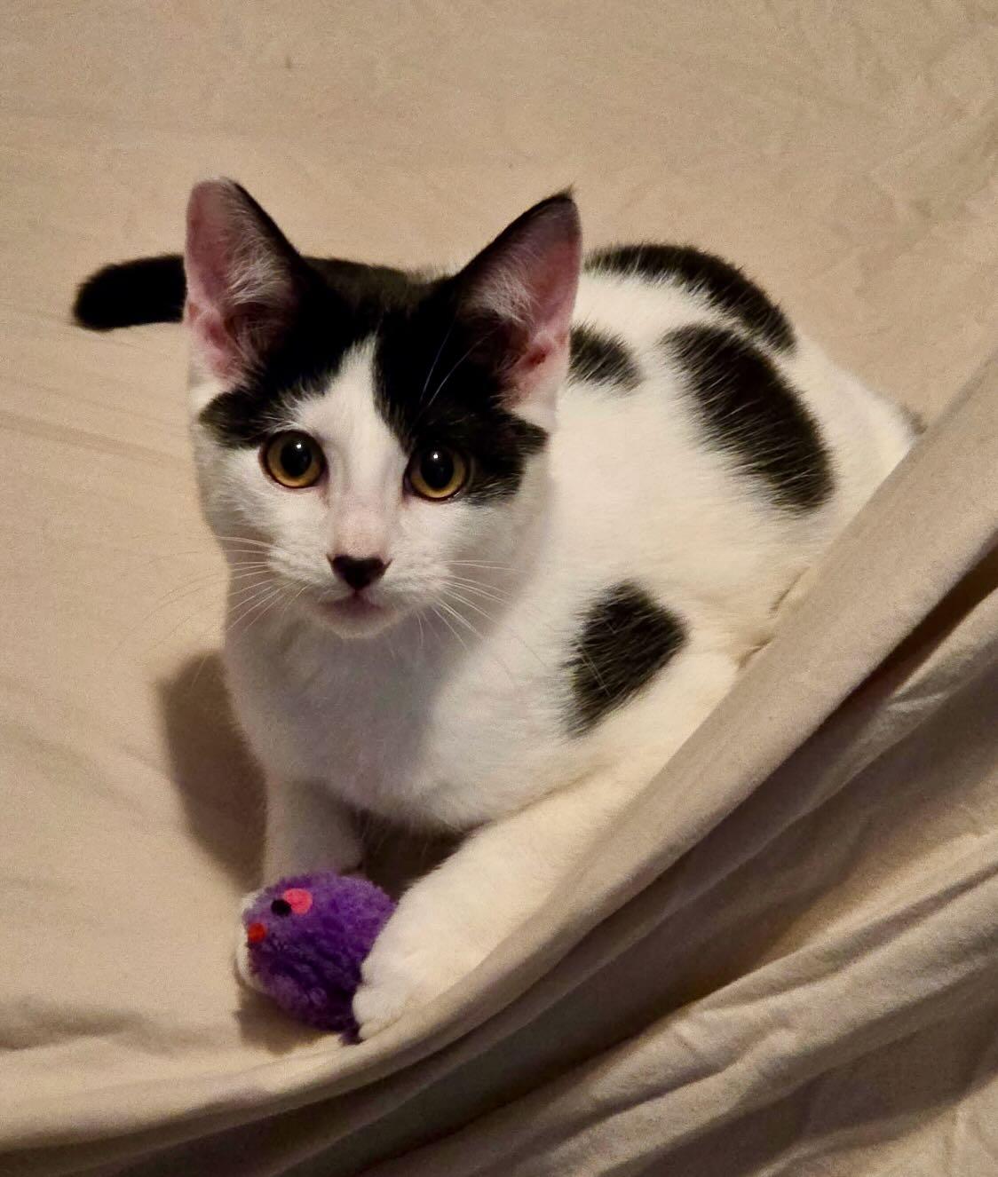 Enlarge Jim Bean & Evan Willams, a Adoptable Domestic Short Hair in Hood River, OR image 5/6