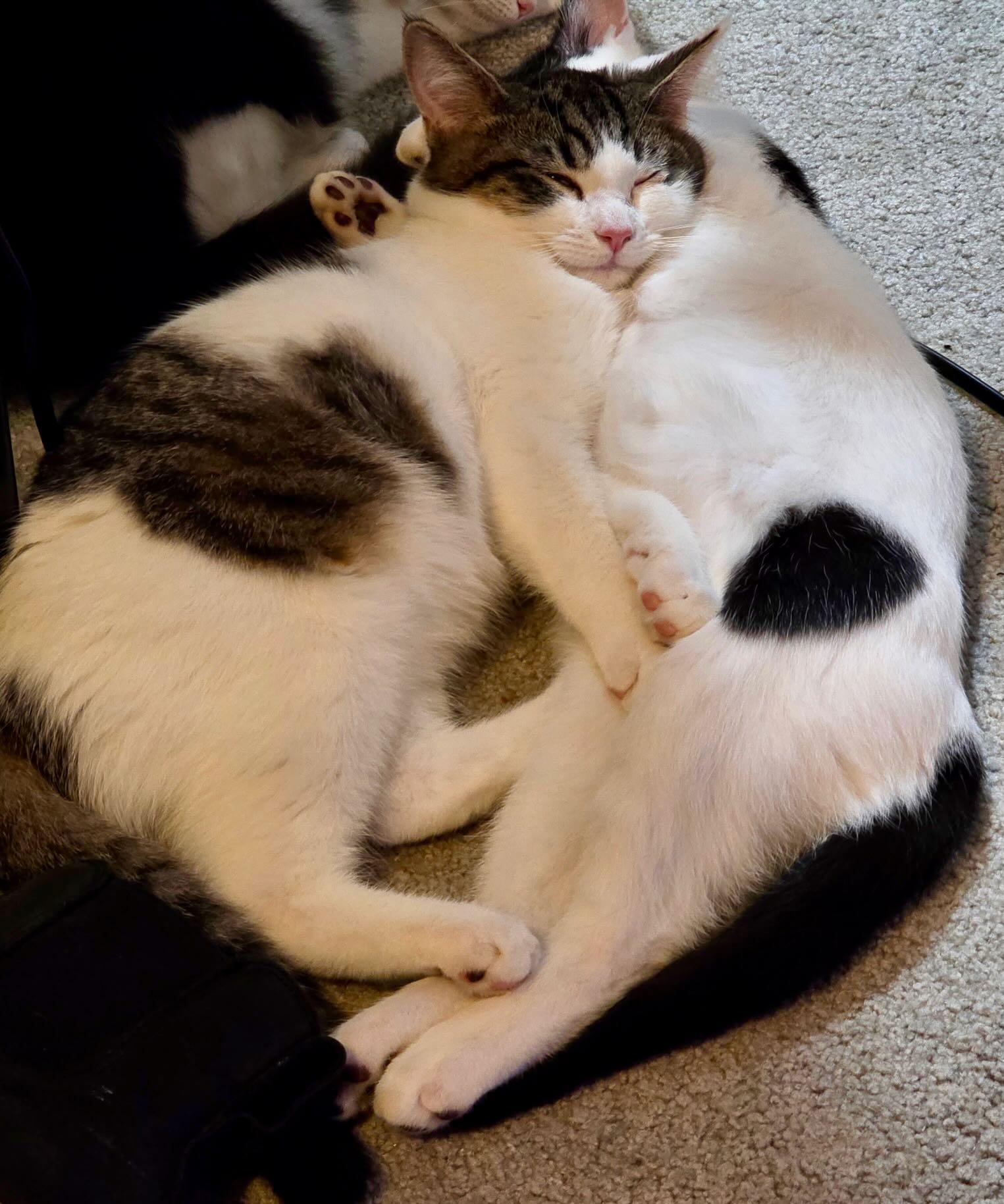 Enlarge Jim Bean & Evan Willams, a Adoptable Domestic Short Hair in Hood River, OR image 2/6