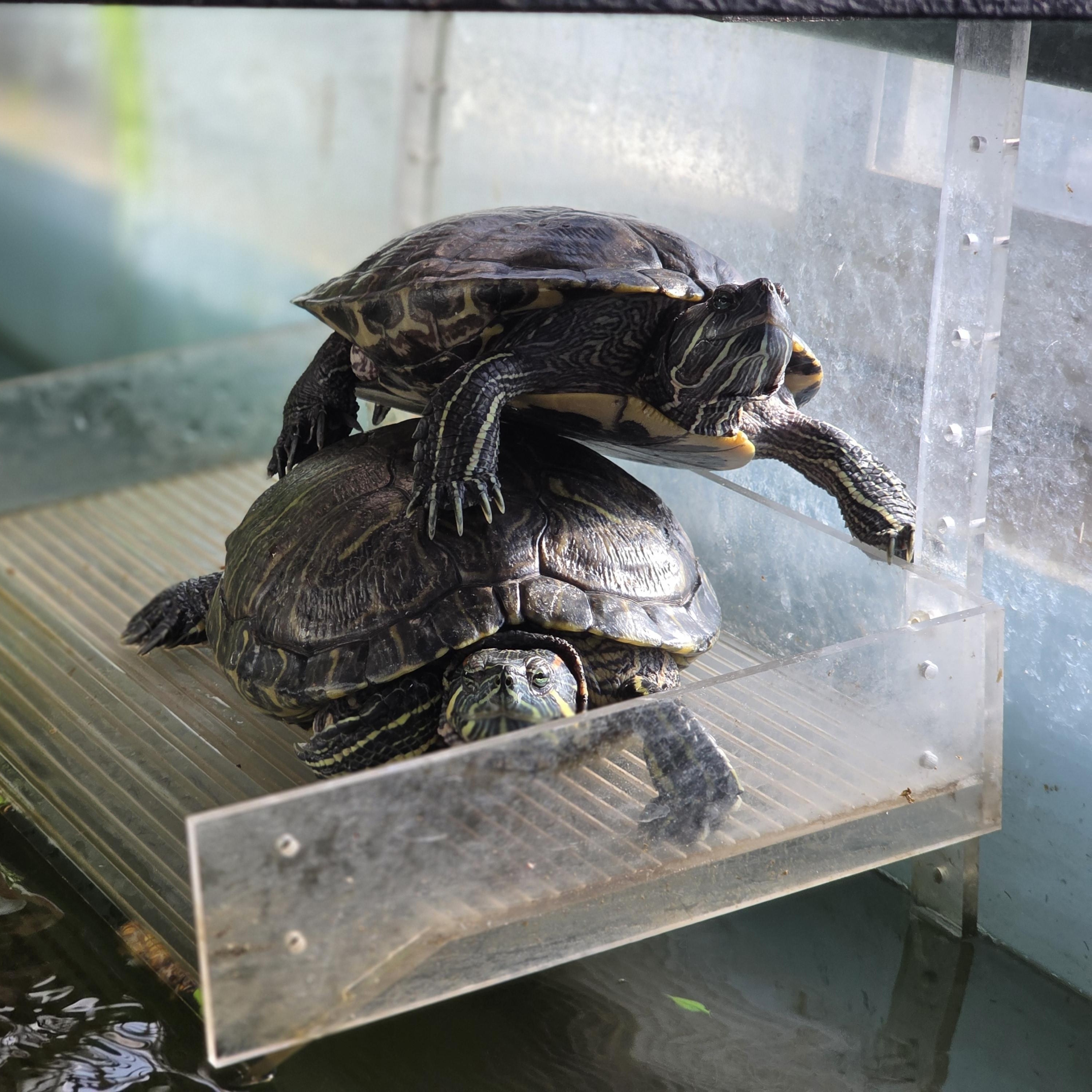Enlarge Fluffy, a Adoptable mixed breed in Quilcene, WA image 2/6