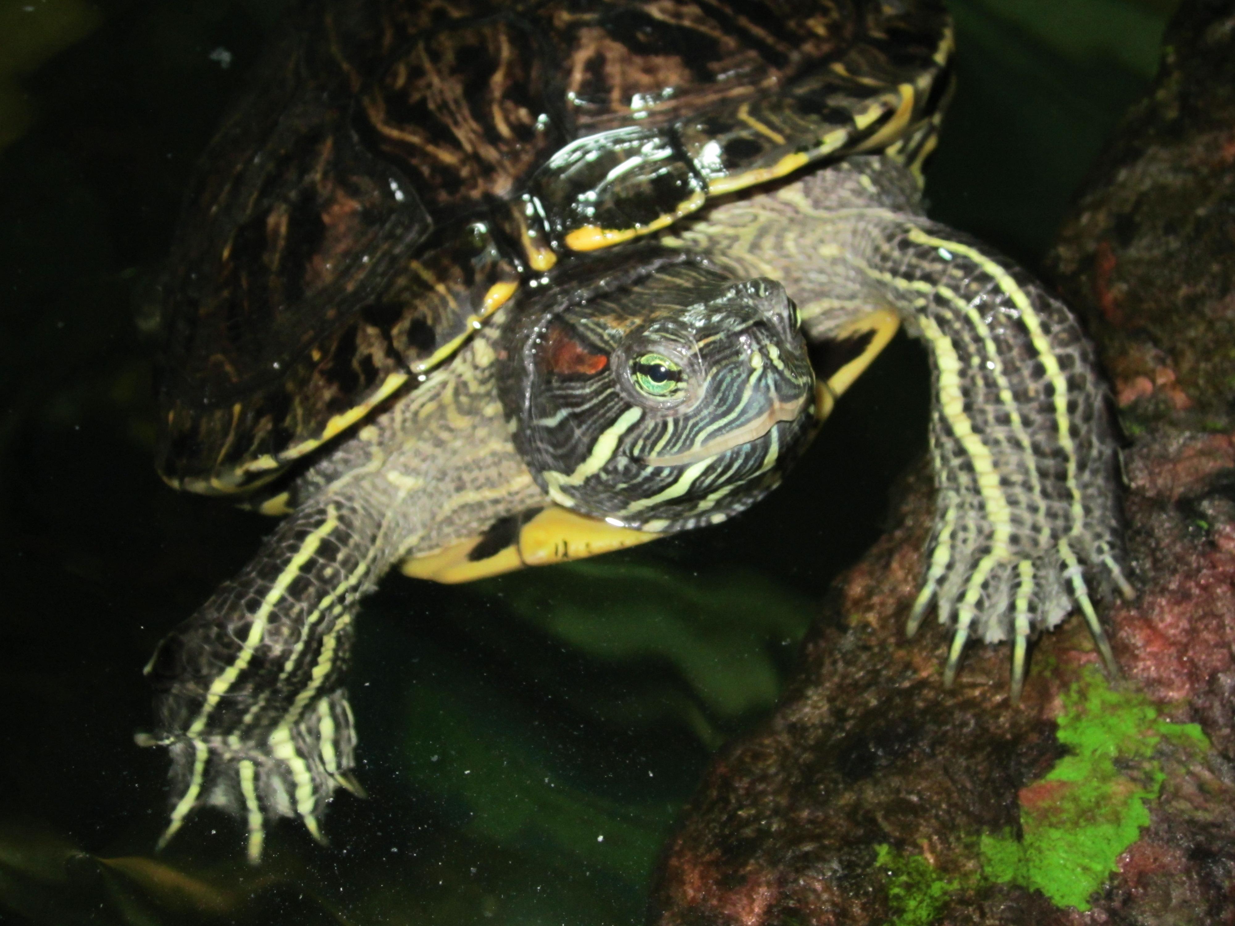 Turtle for adoption Fluffy, a Turtle & RedEared Slider Mix in