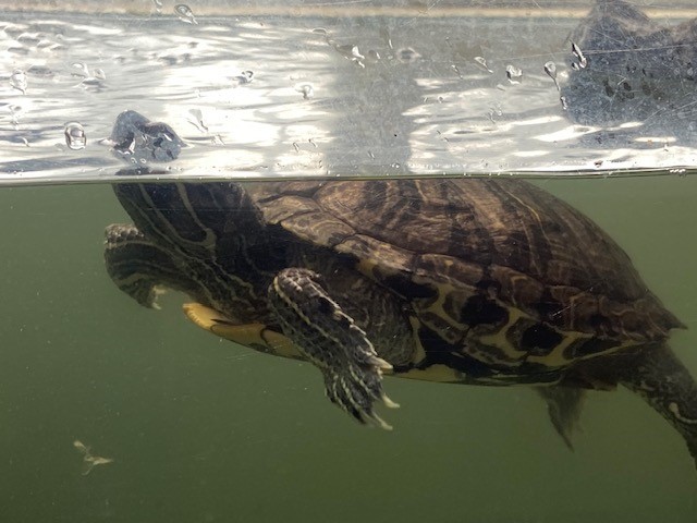 Fluffy, a Adoptable mixed breed in Quilcene, WA image 5/7