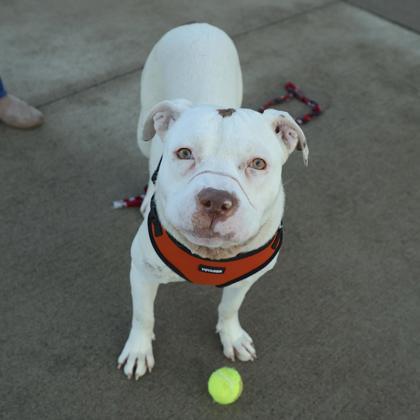 Enlarge Nike, a Adoptable mixed breed in Detroit, MI image 1/2