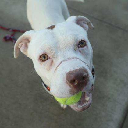 Enlarge Nike, a Adoptable mixed breed in Detroit, MI image 2/2
