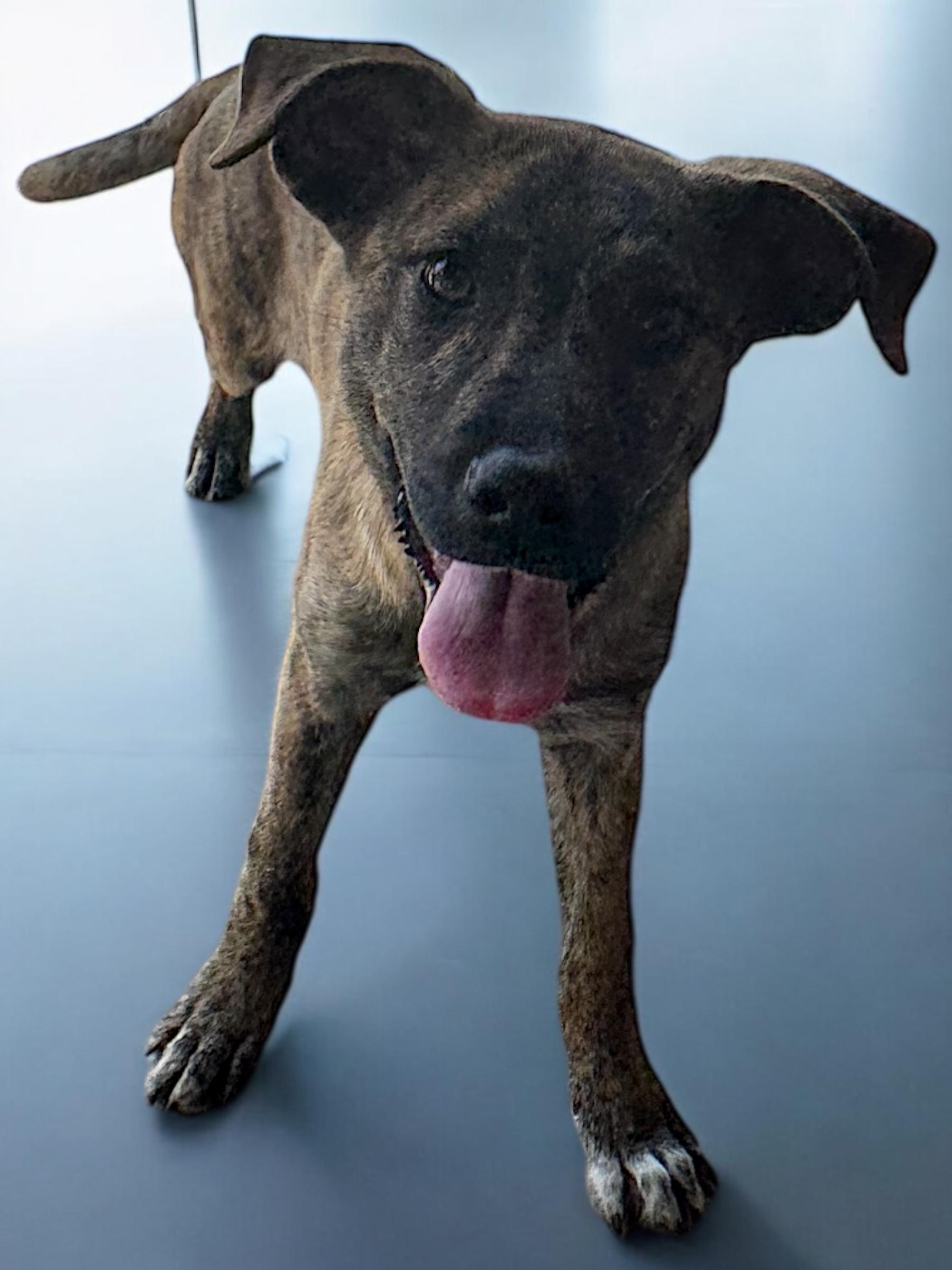 Minnie, an adoptable Bulldog Mix in Troy, AL_image-1