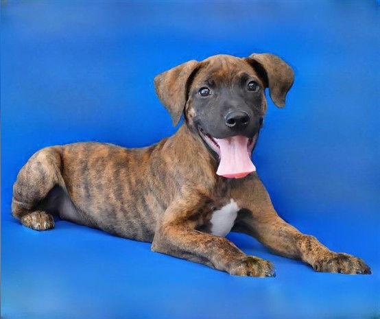 CASHEW, Adoptable, Young Male Pit Bull Terrier.