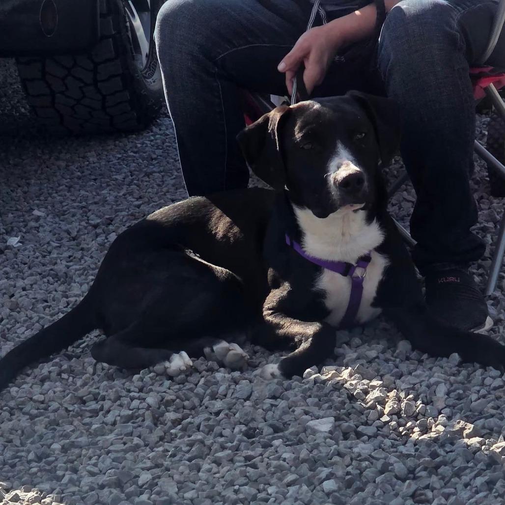 Chance, a Adoptable Mixed Breed in Lima, OH image 2/6